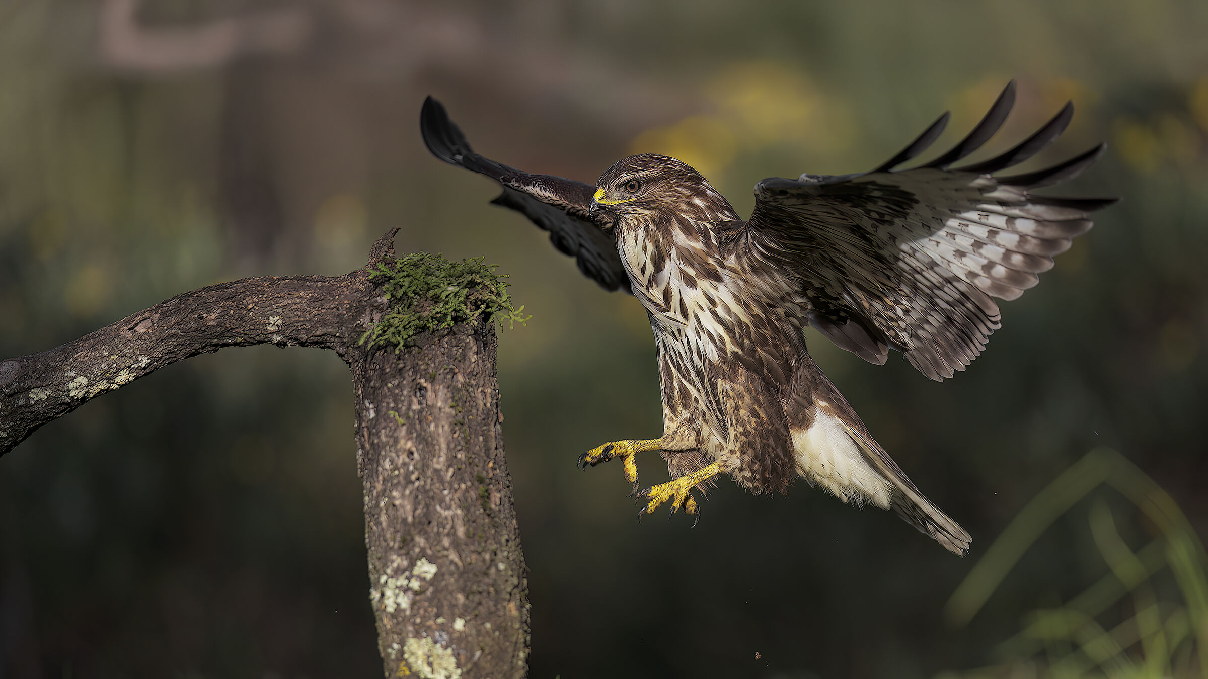 buzzard4