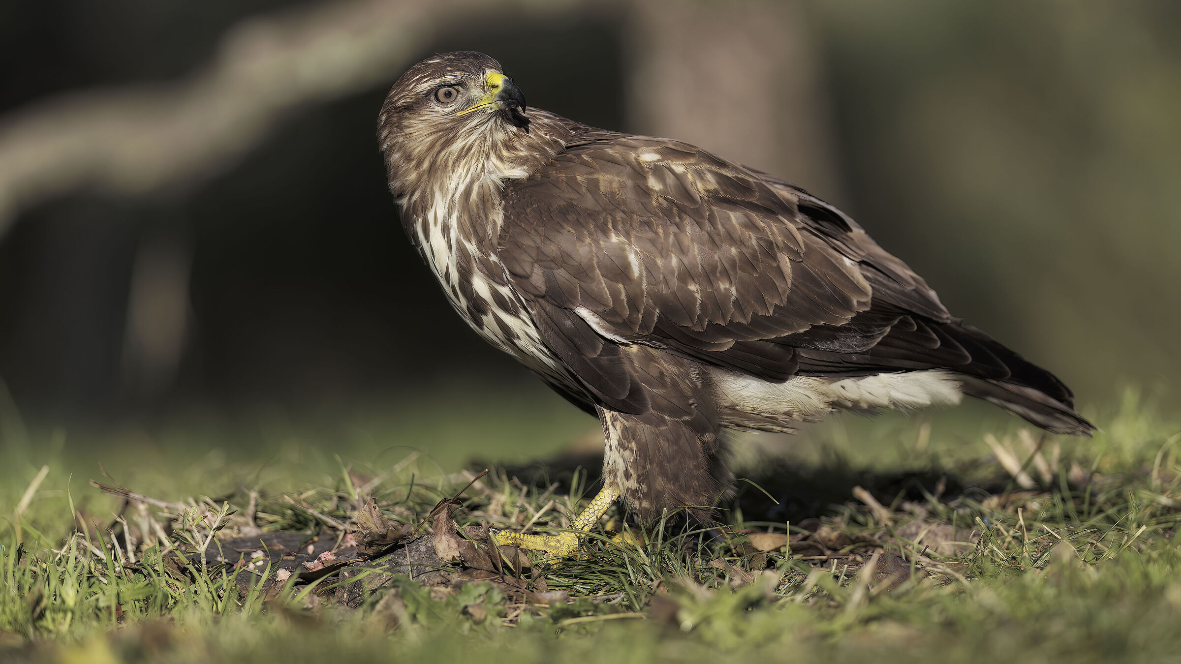 buzzard5