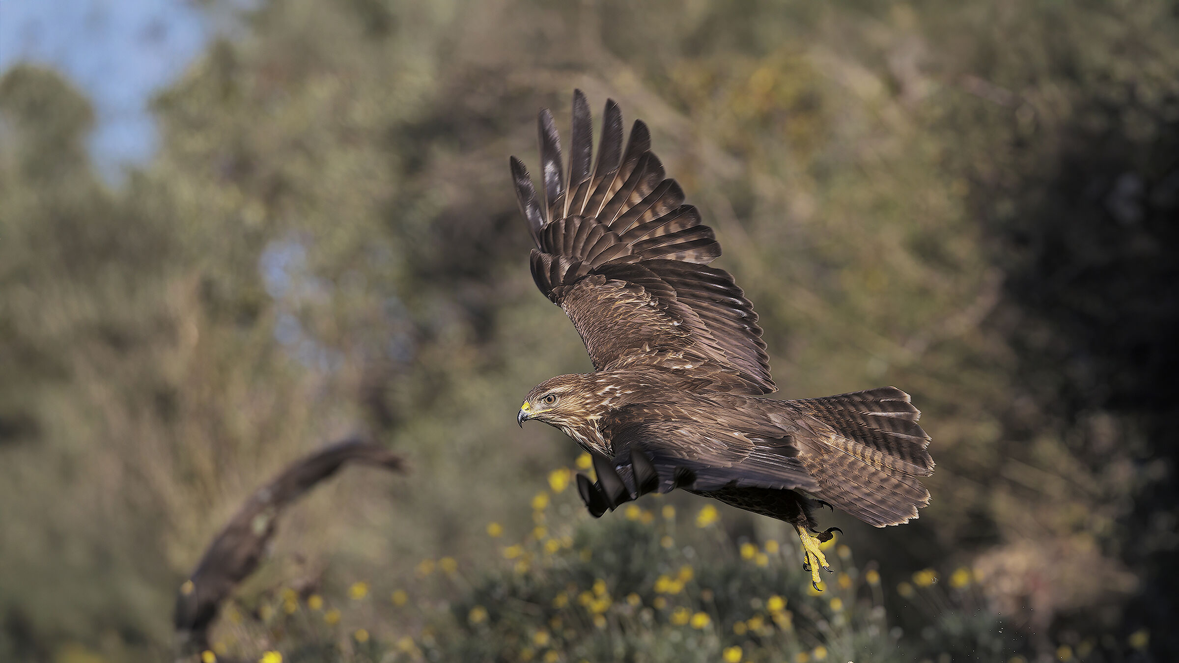 buzzard7