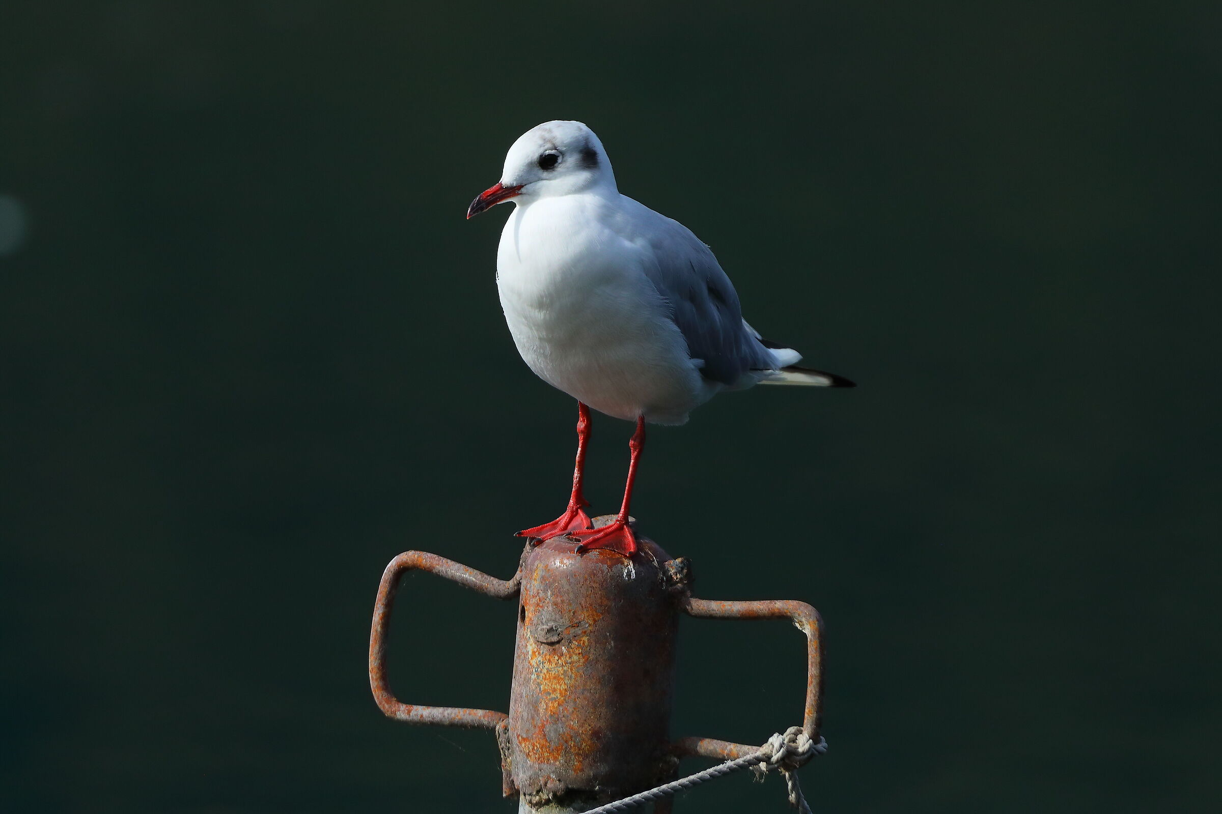 Seagull C Aug 21, 2025 - 0019