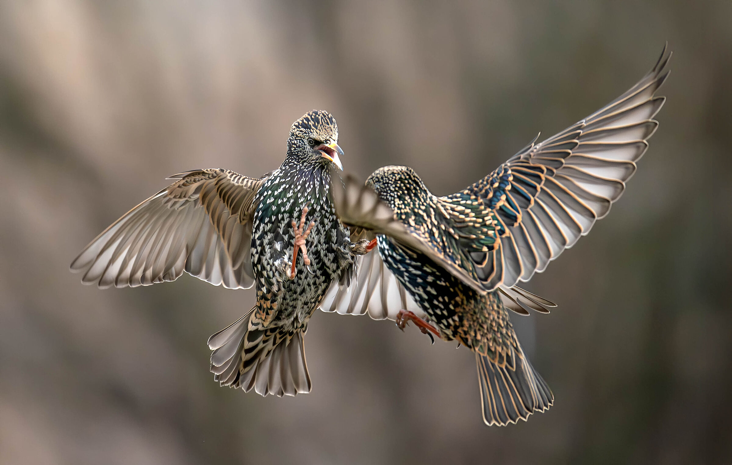 Starling
