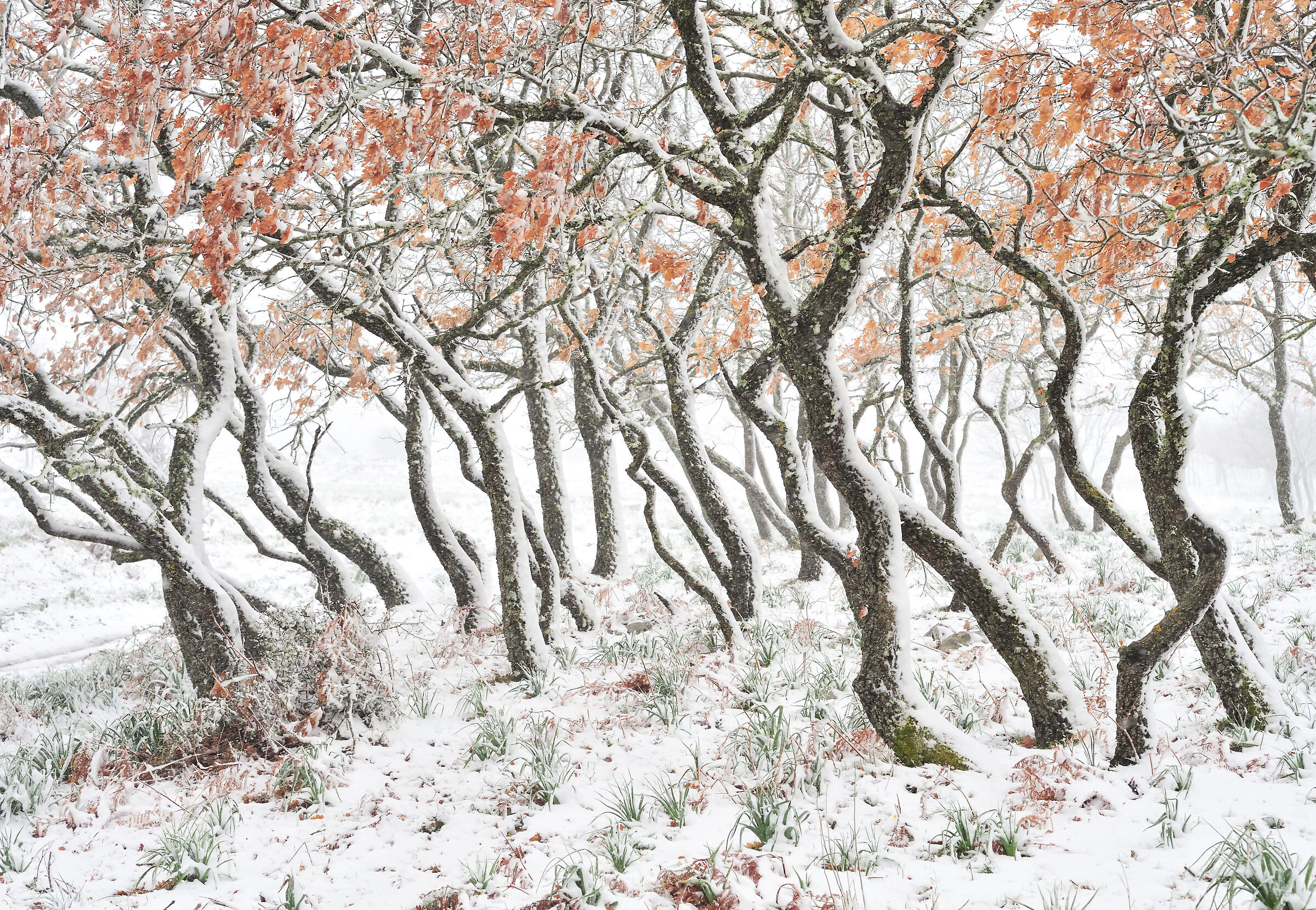 snow-covered trees