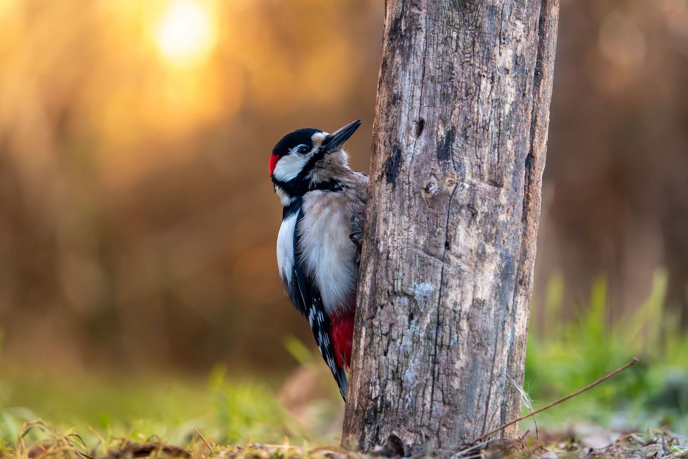 Spotted woodpecker