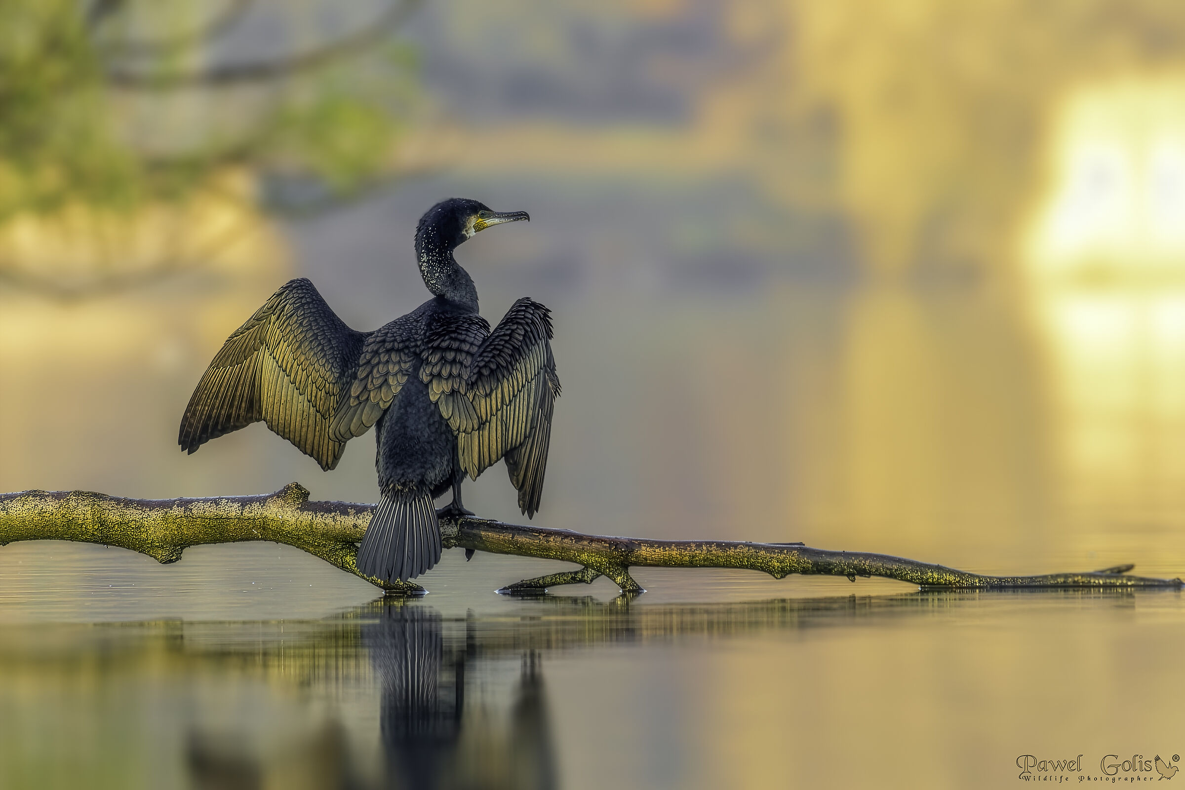 Great cormorant (Phalacrocorax carbo)