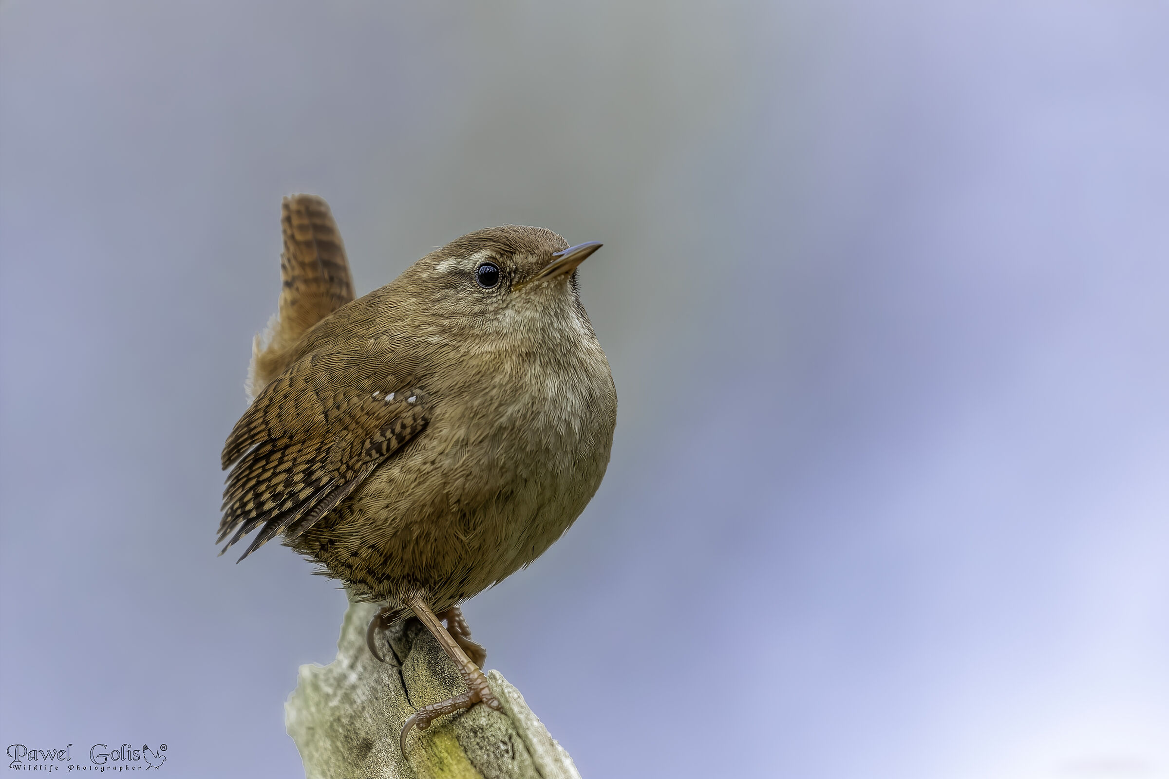 Eurasian Wren ( Troglodytes troglodytes)