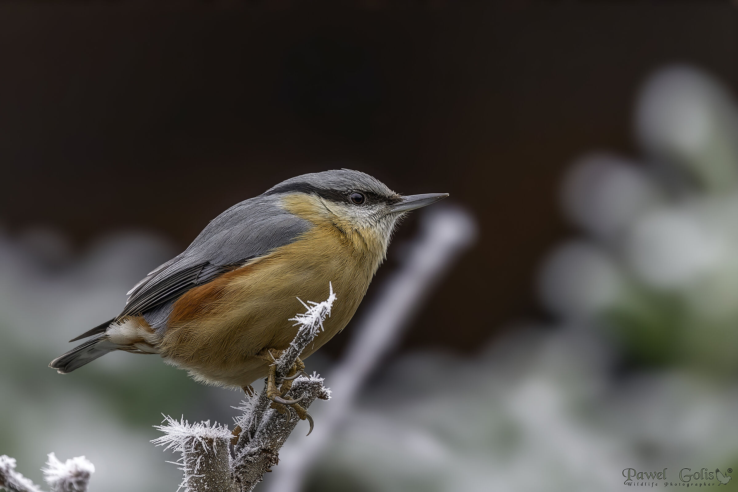 Nuthatch (Sitta europaea)