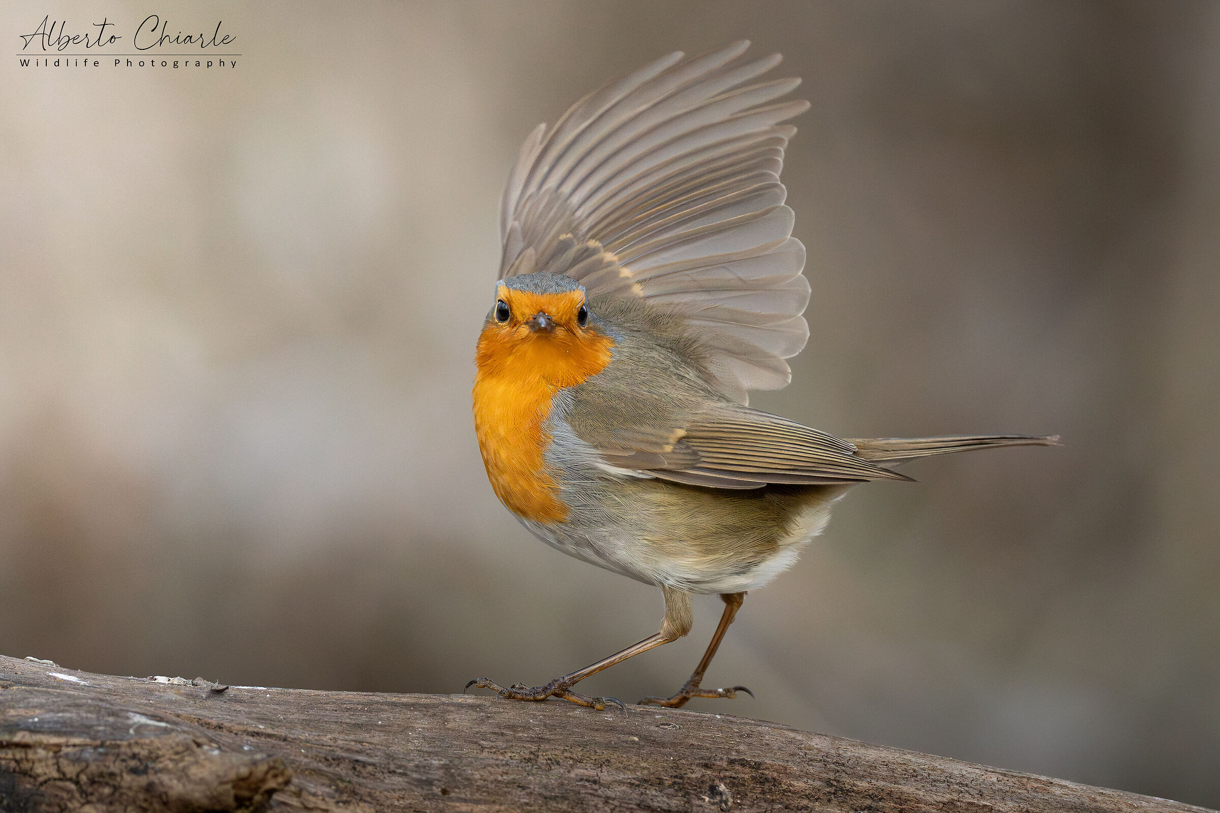 The Robin's Dance