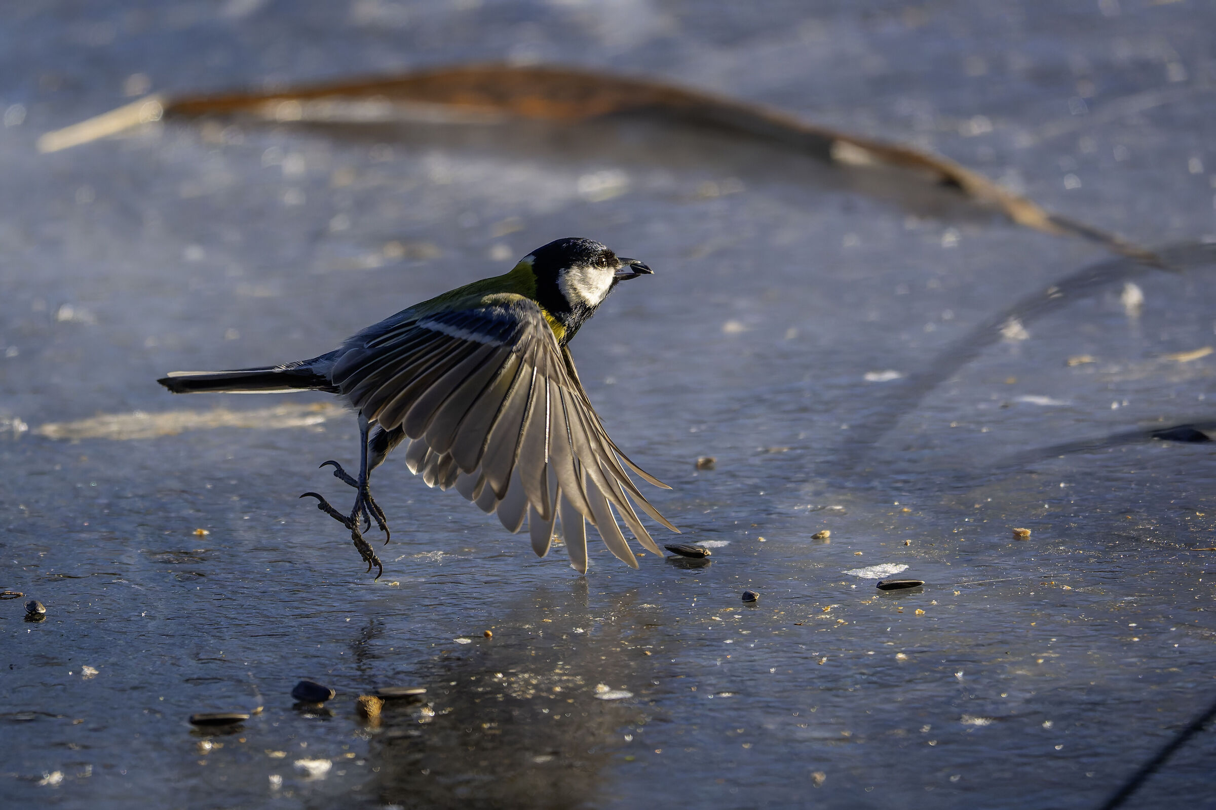 in flight on ice