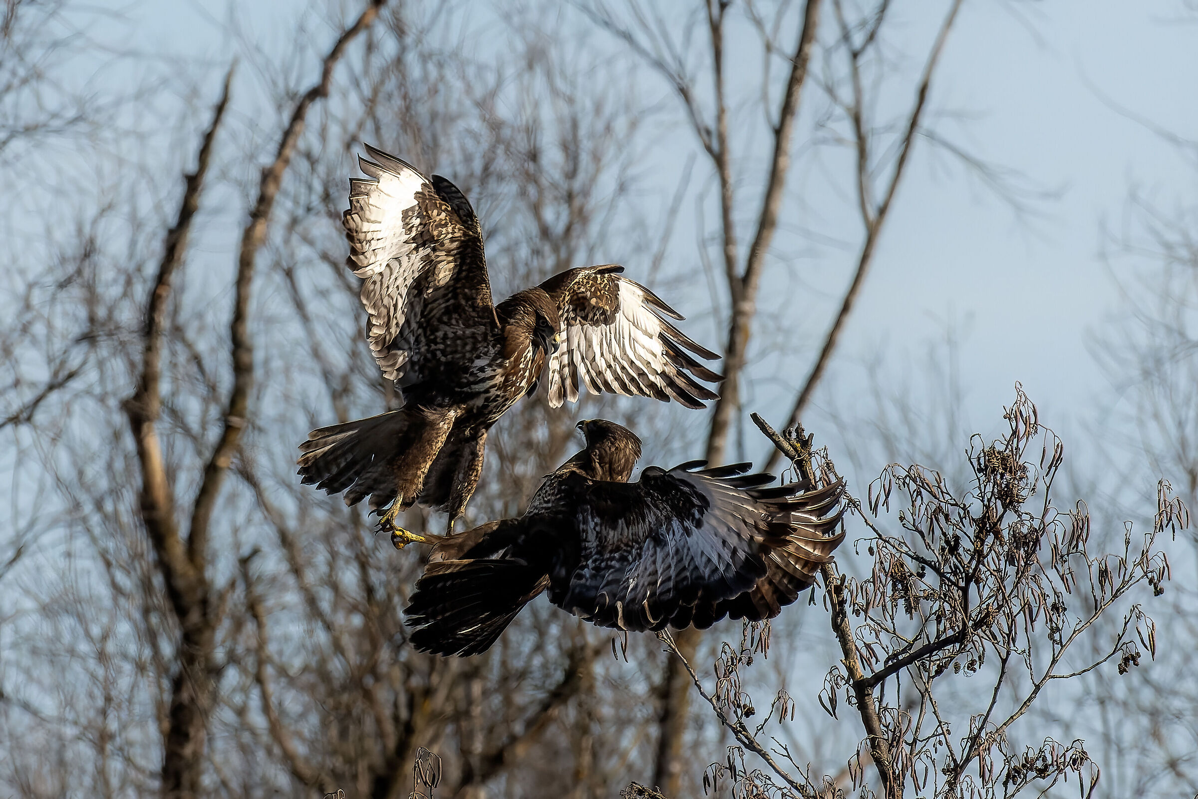 Buzzards