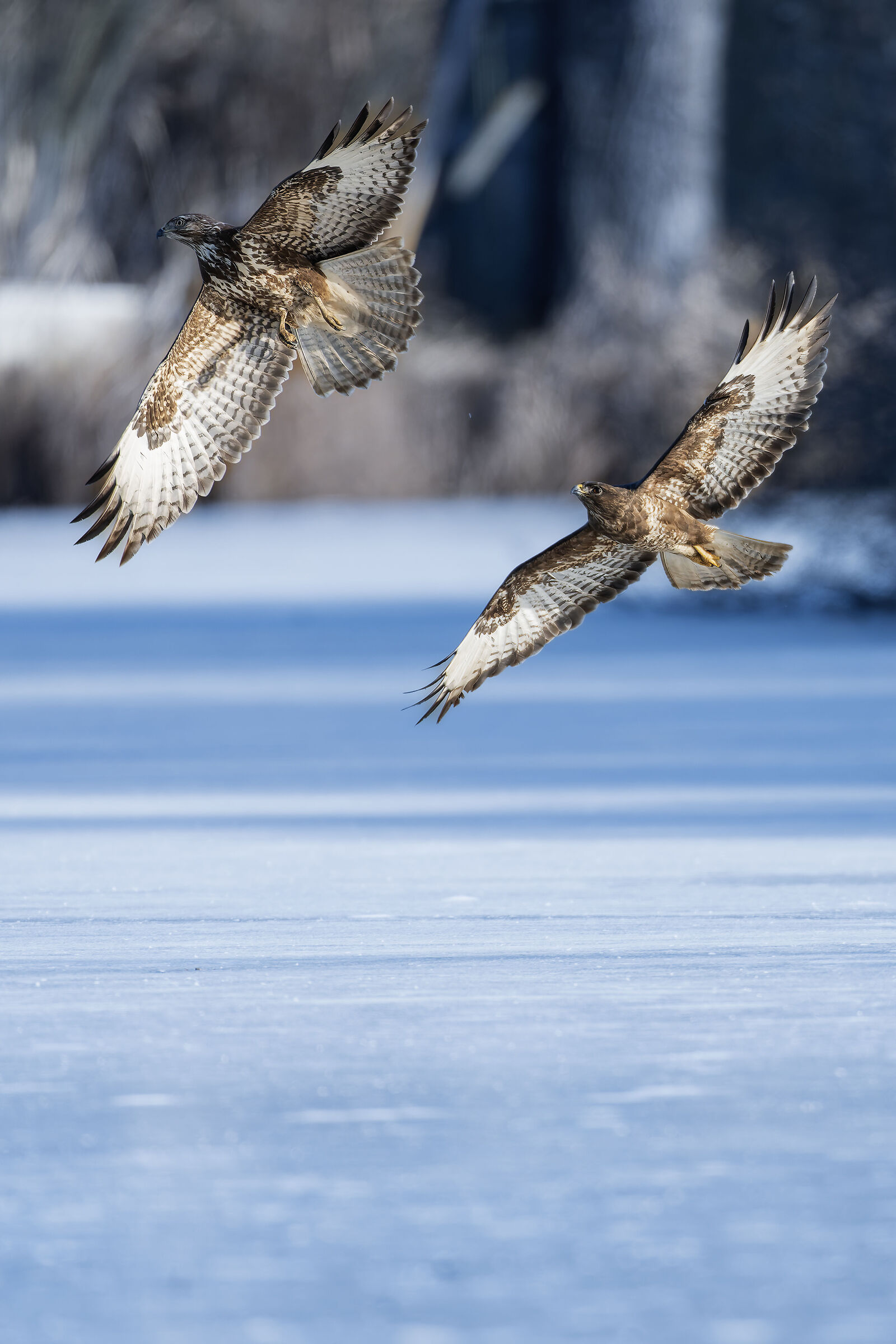Vertical buzzard flight