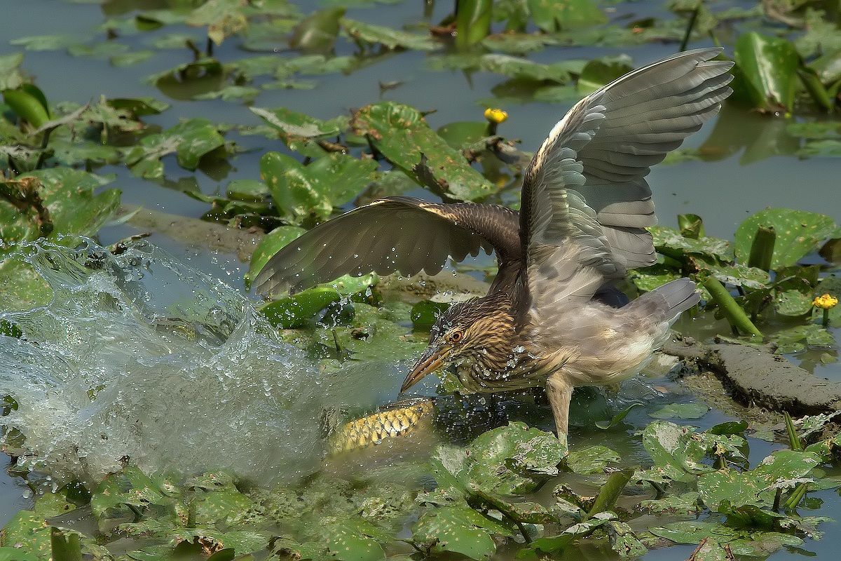 Mega Carp VS. Night Heron