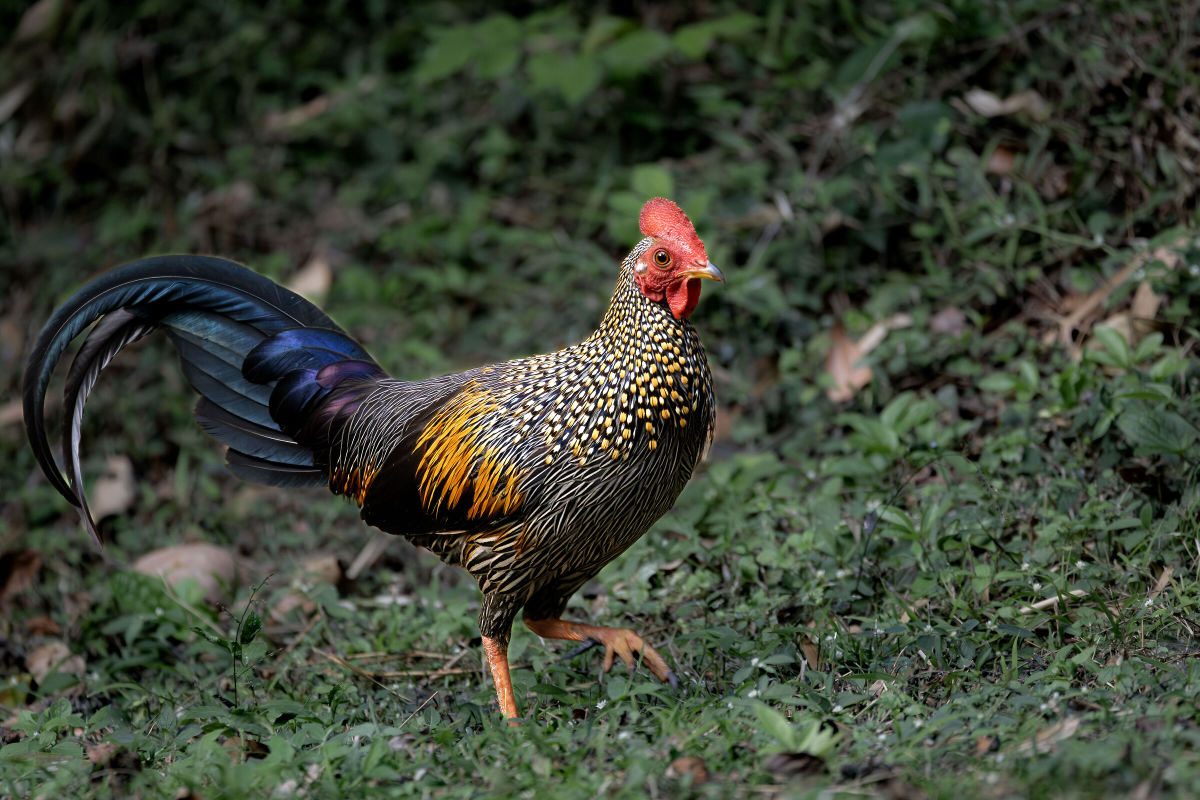 Il gallo grigio della giungla