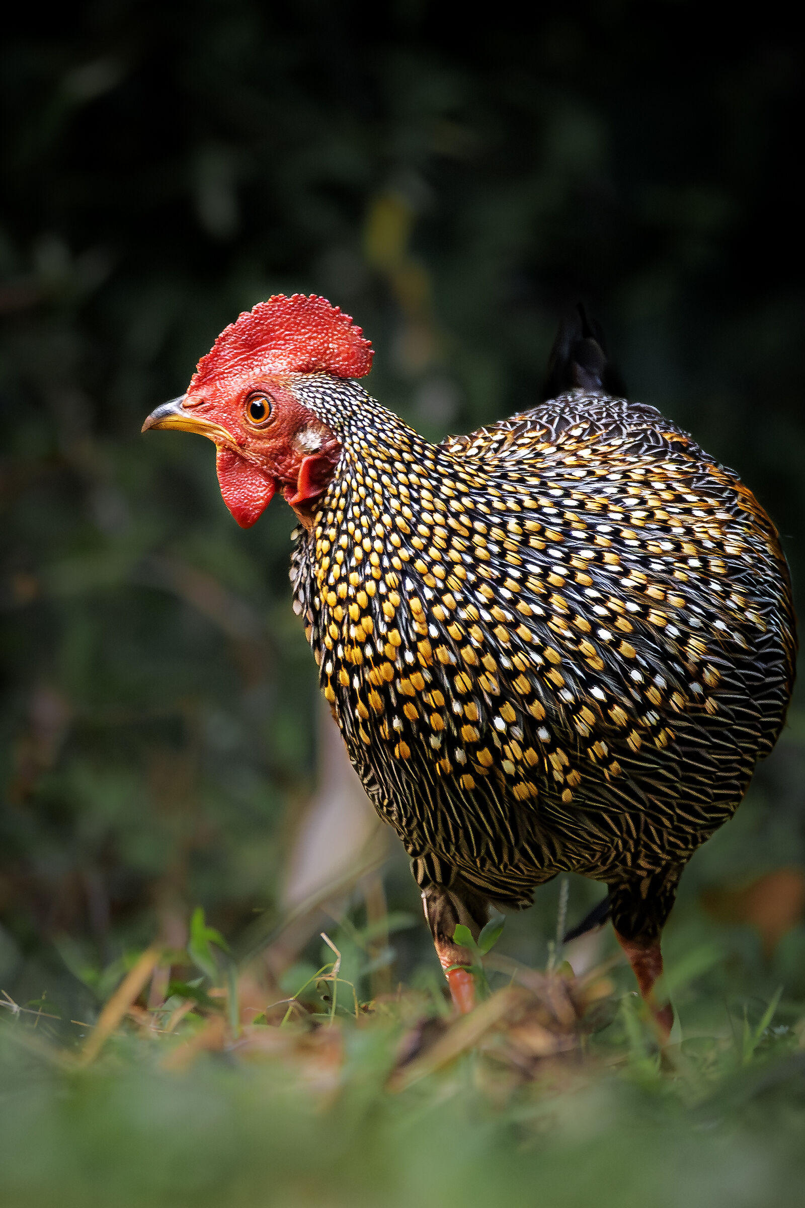 Il gallo grigio della giungla
