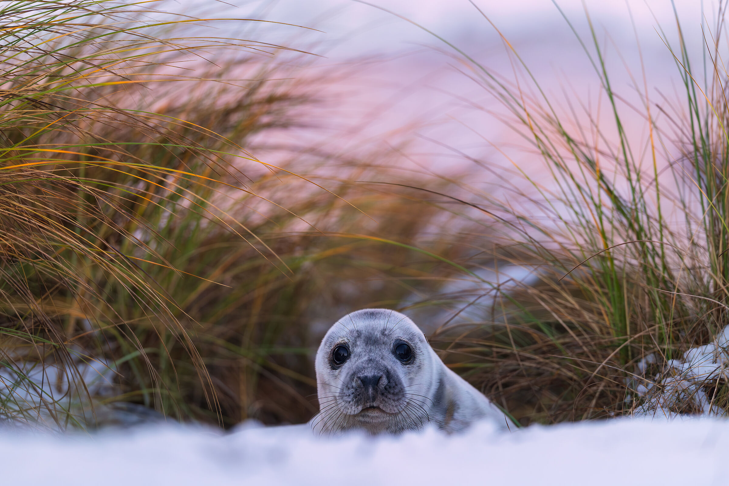 In the last light ...