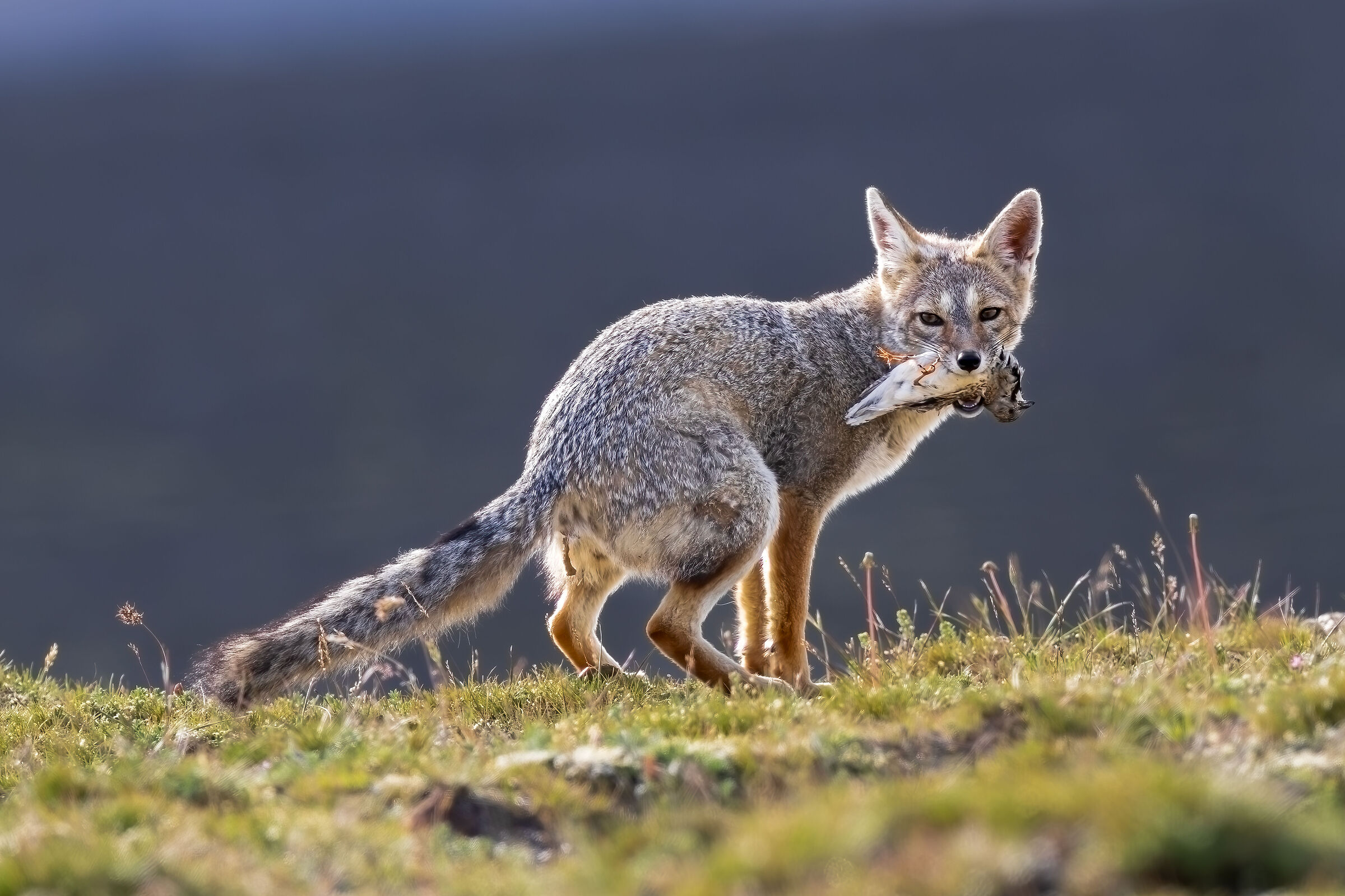 ...oh shit he catched me!