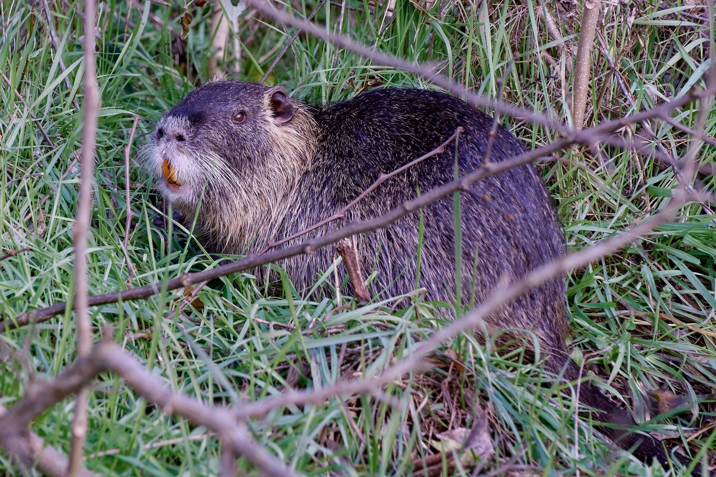 La mia amica nutria