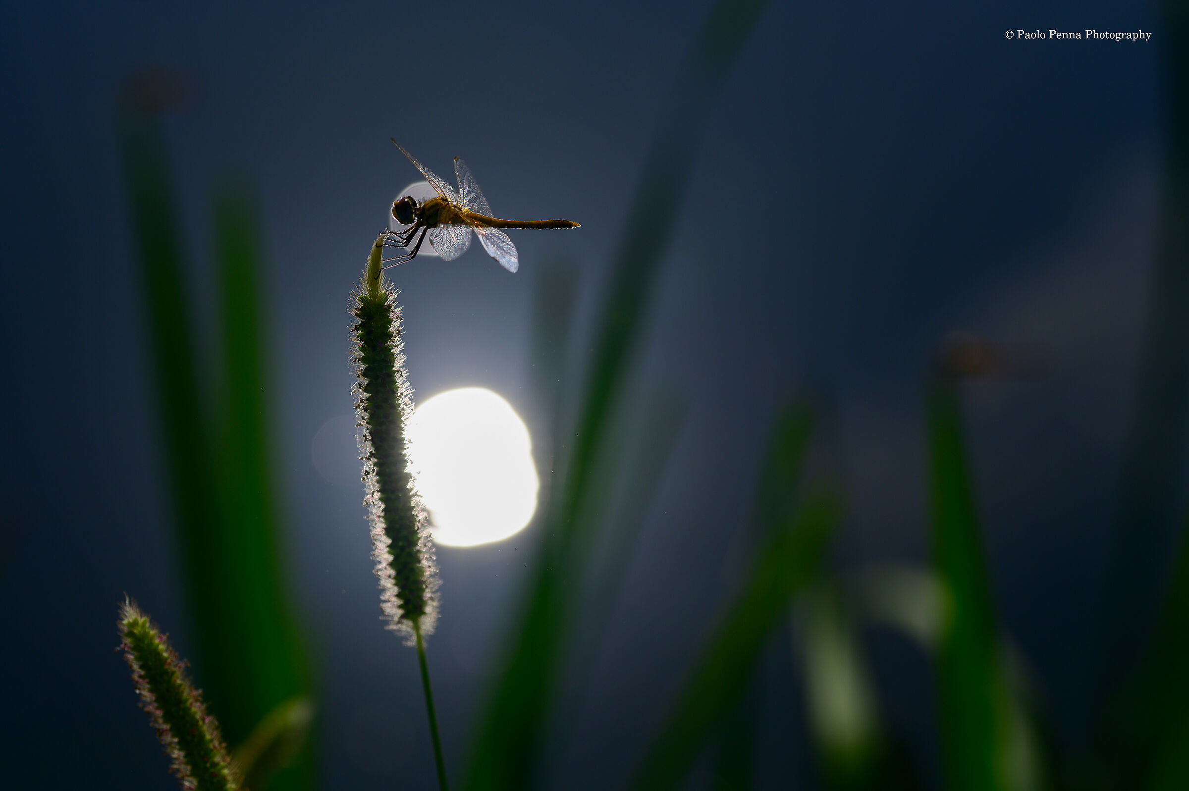 libellula in controluce