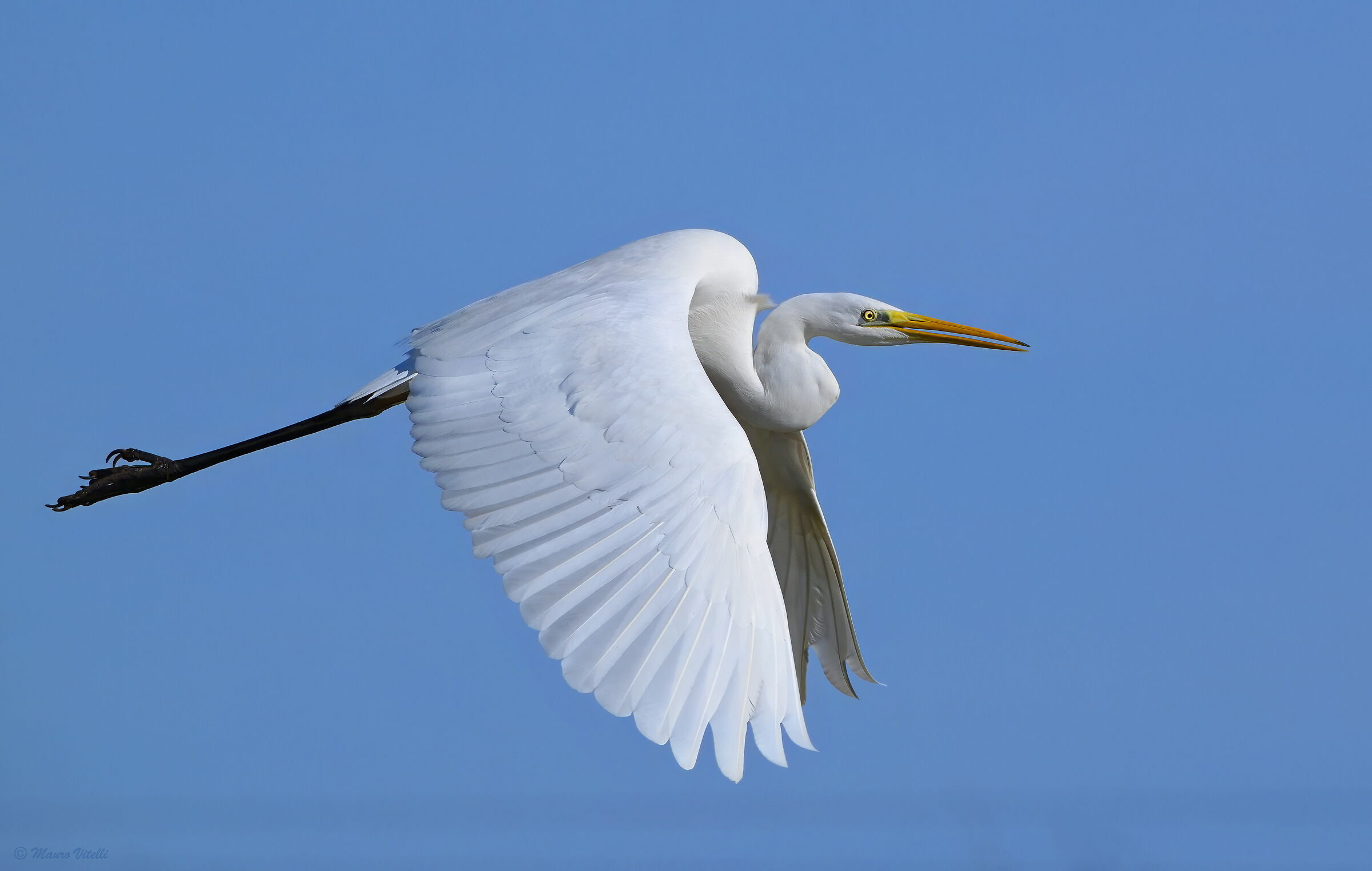 Airone bianco maggiore (Ardea alba)
