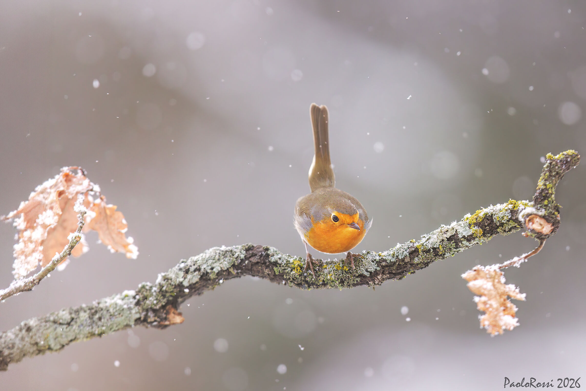 Under the snowfall...