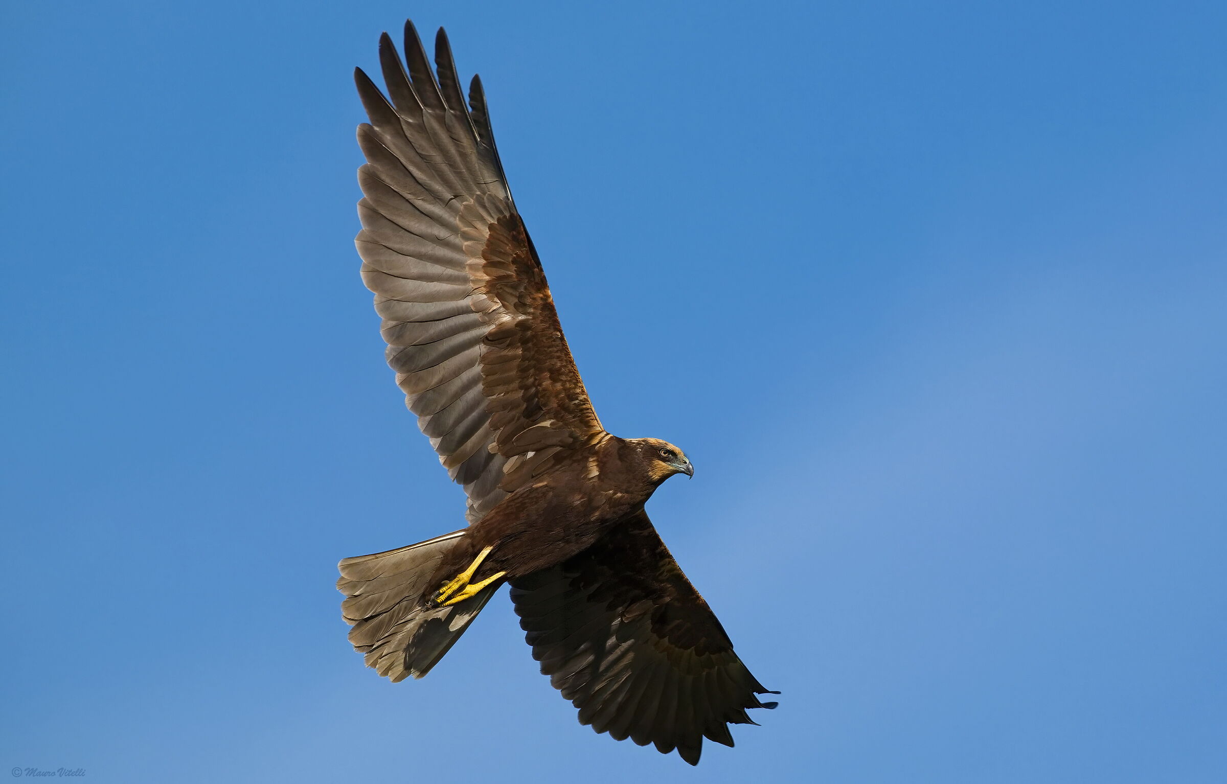 Falco di palude (F) Circus aeruginosus