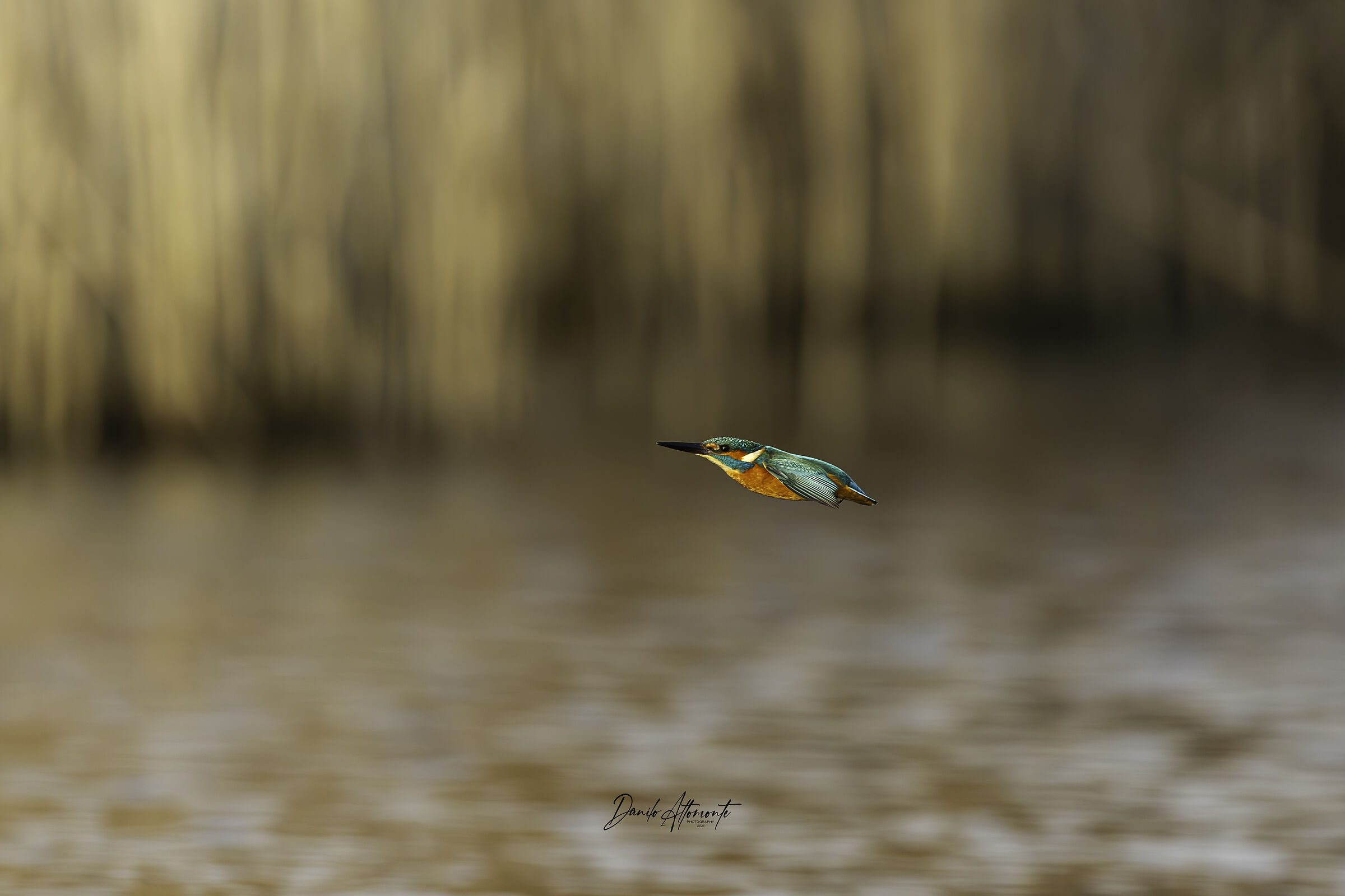Kingfisher