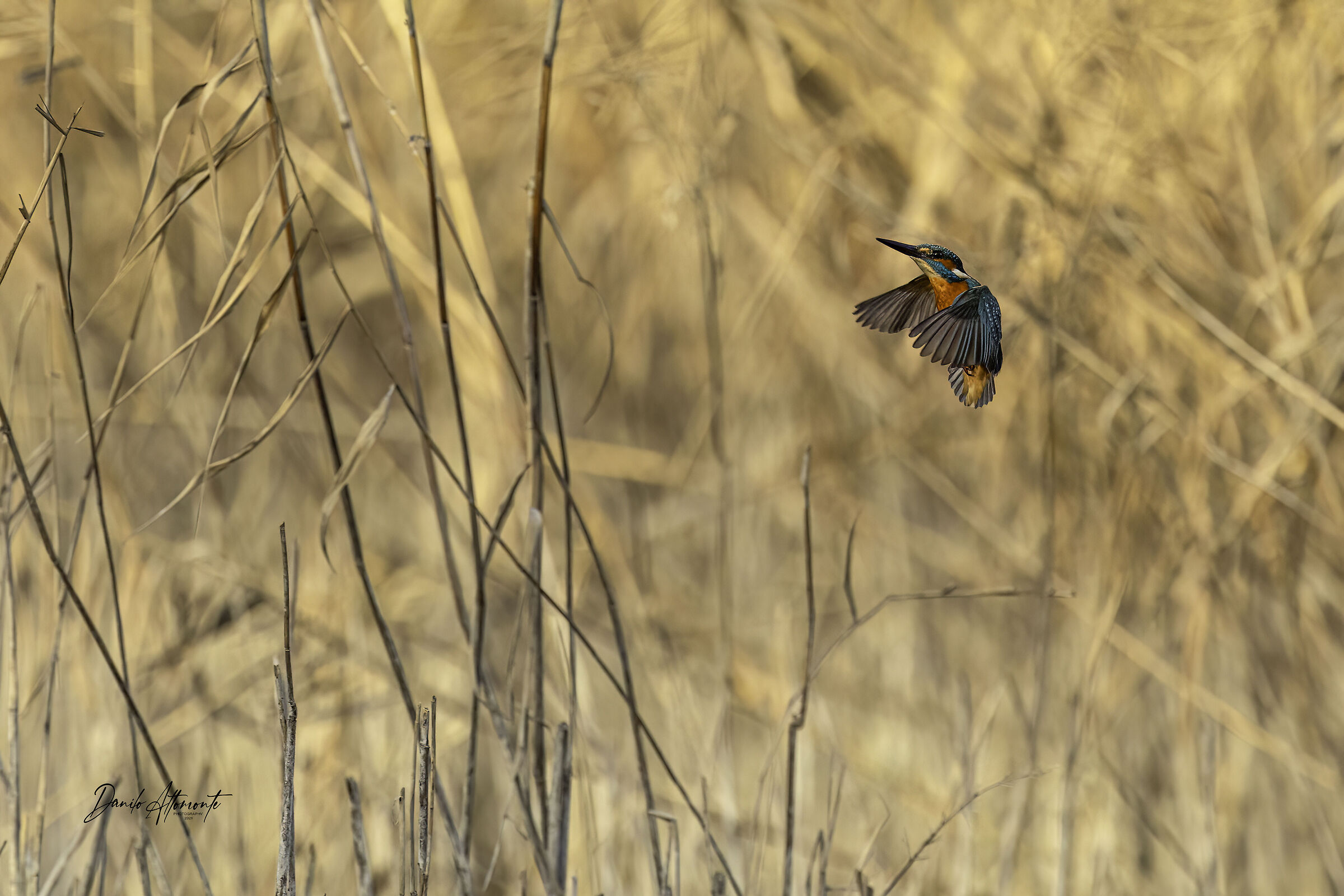Kingfisher