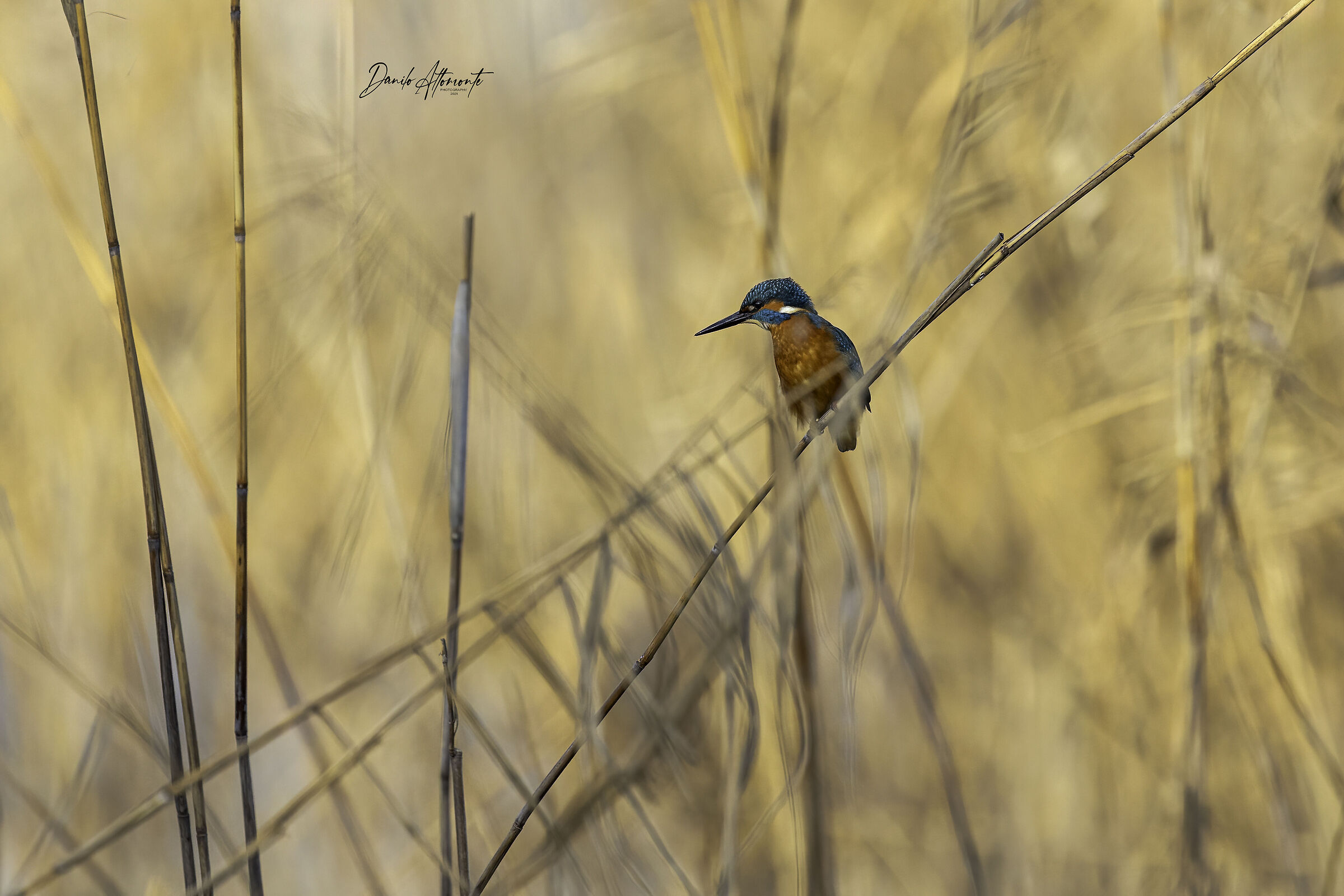 Kingfisher