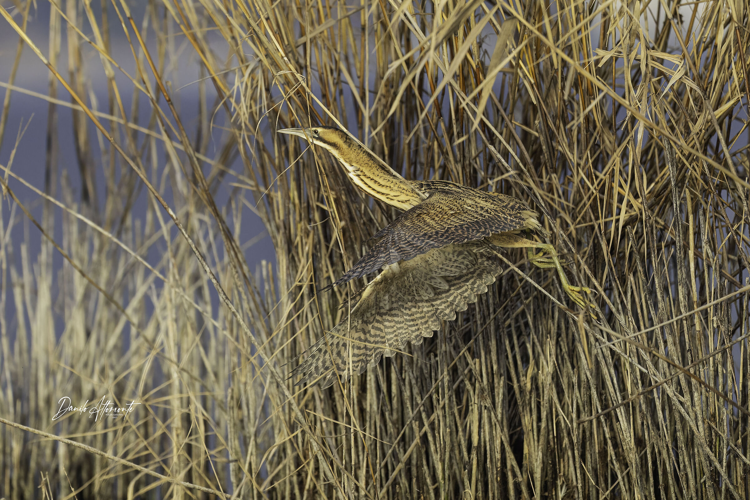 Bittern