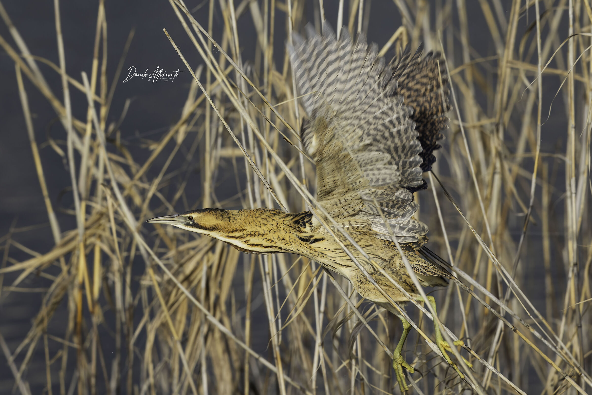 Bittern