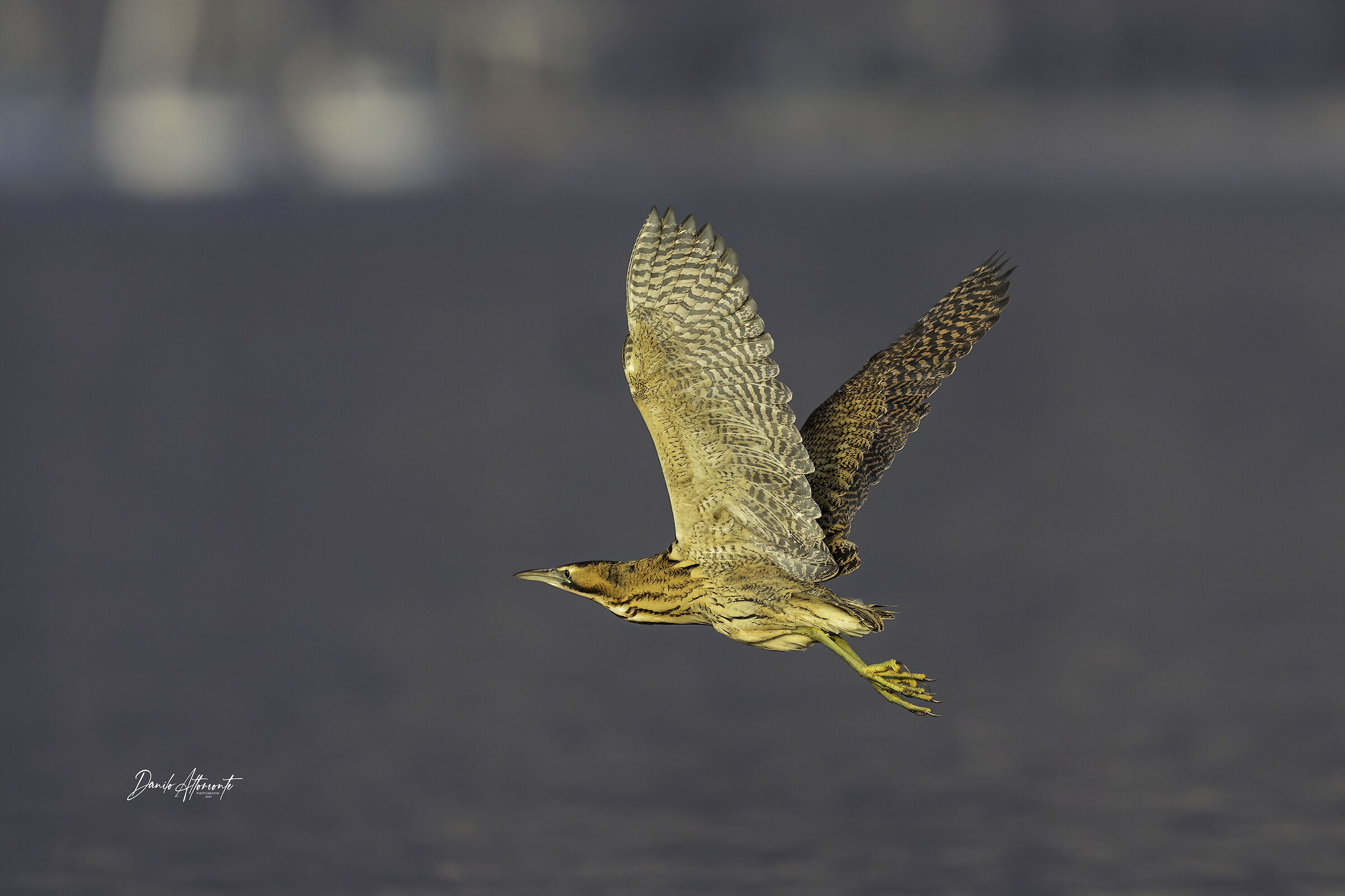 Bittern
