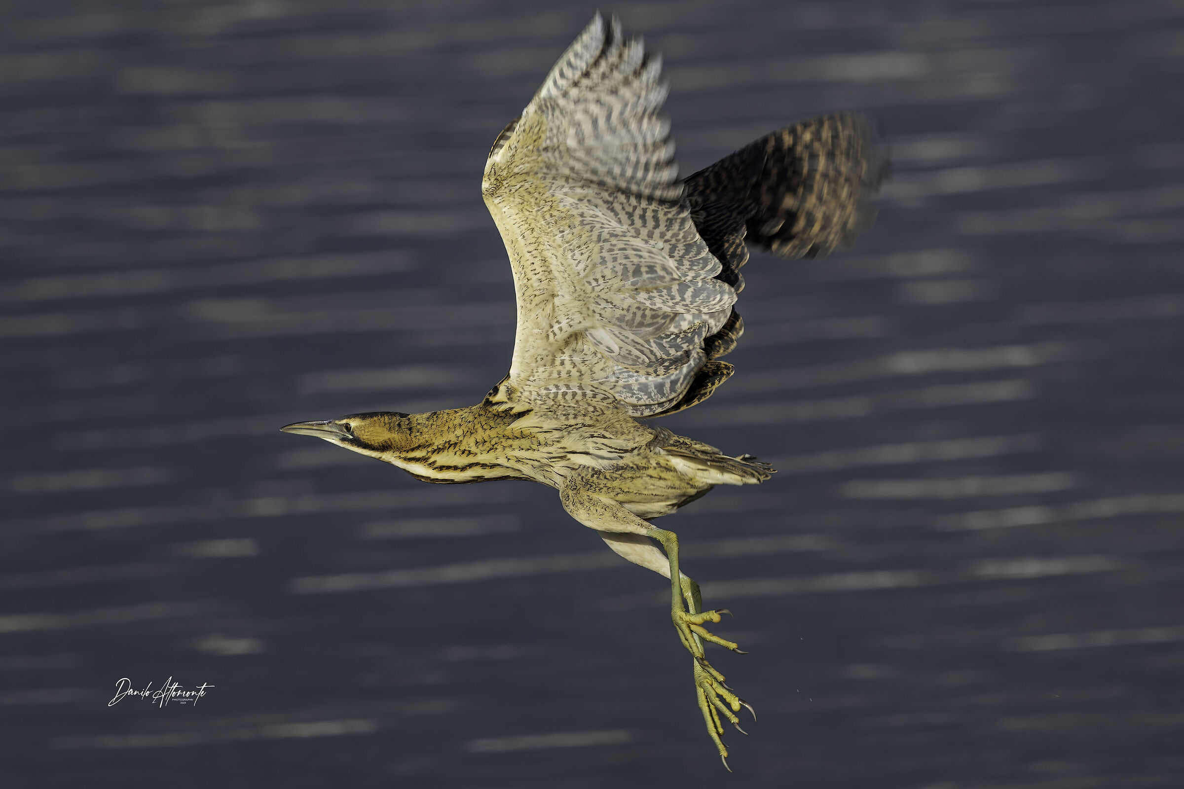 Bittern