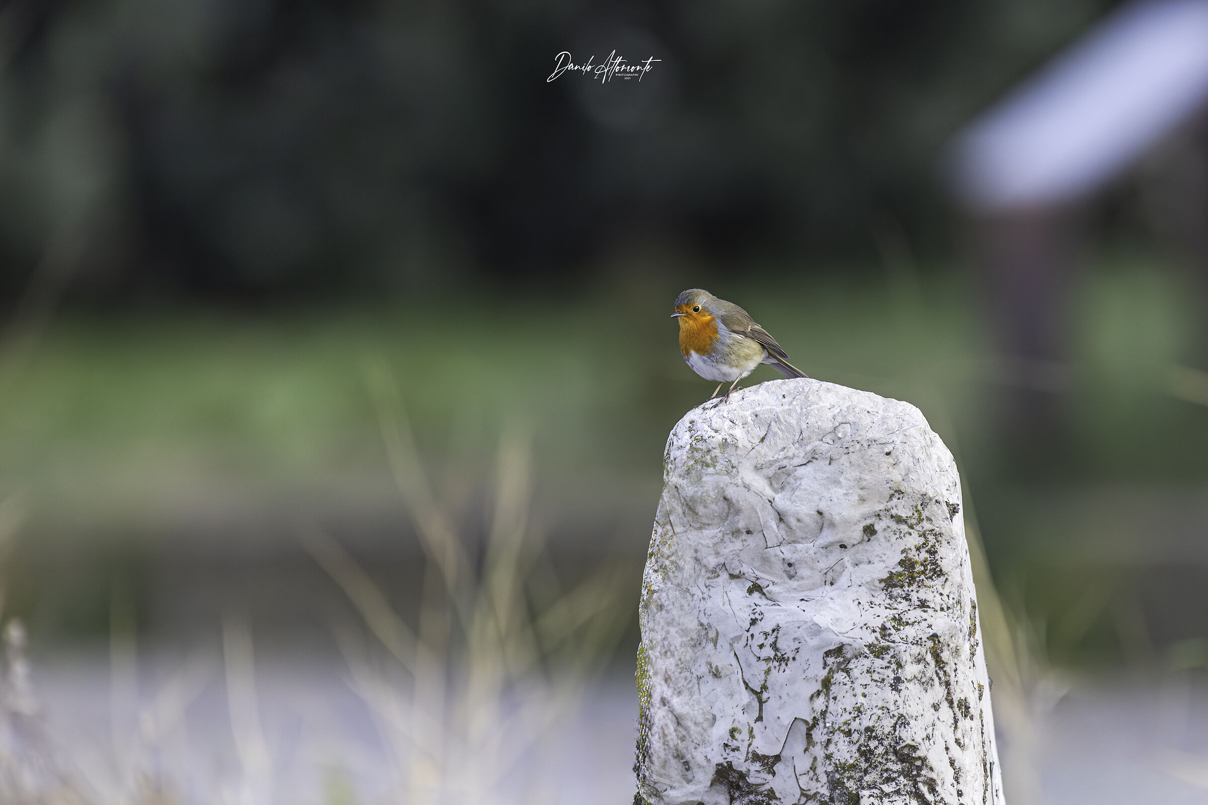Robin
