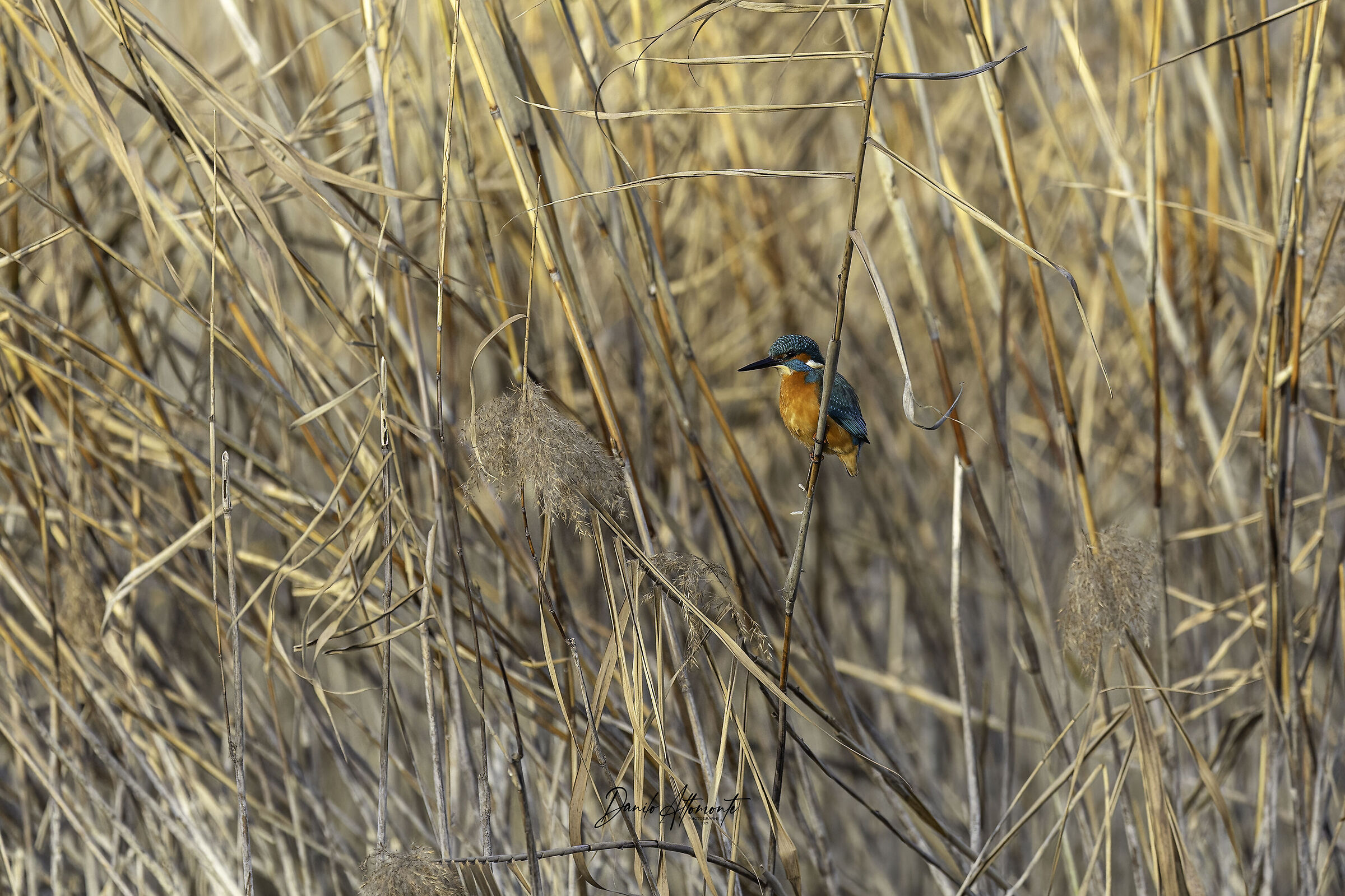 Kingfisher