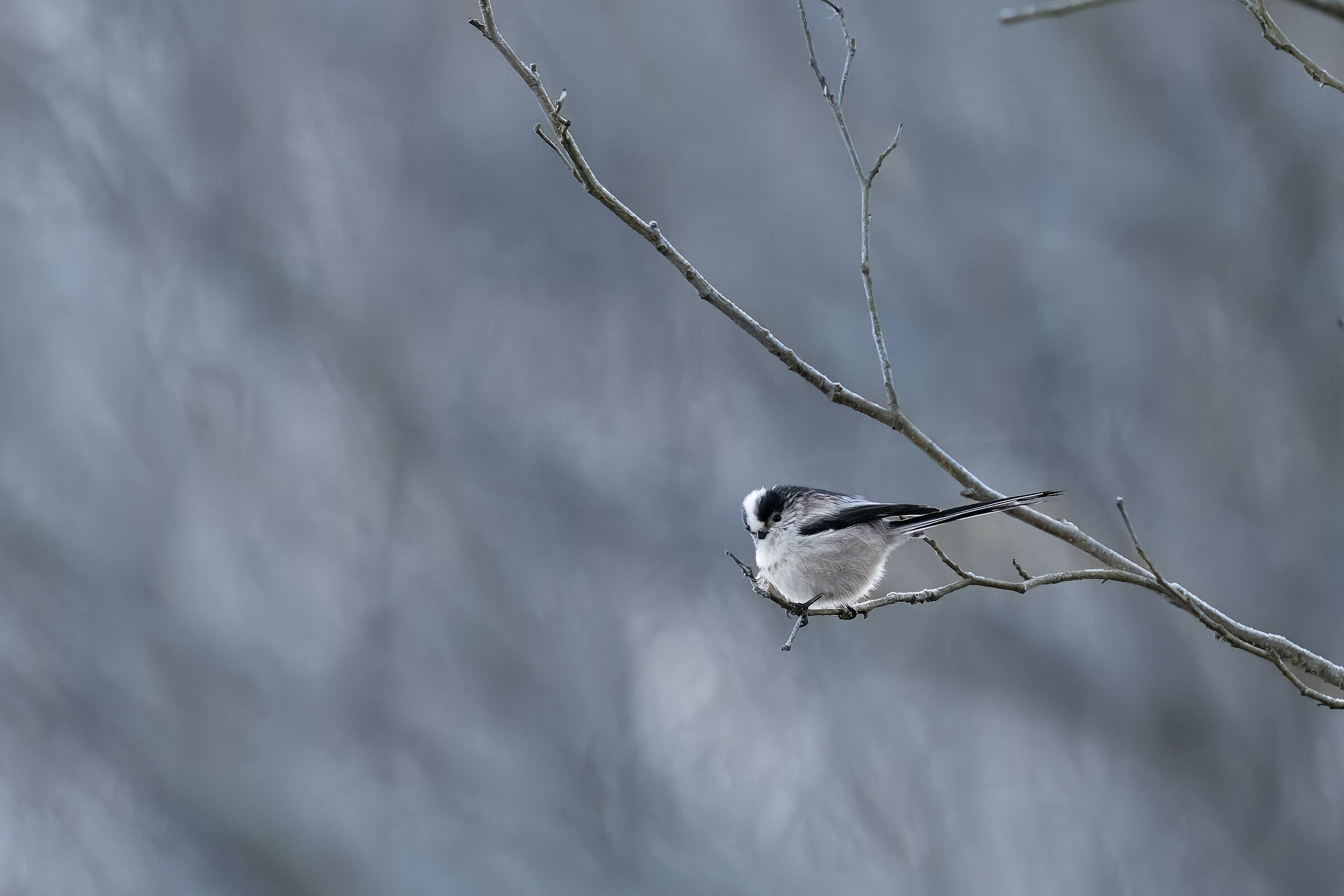 Long-tailed Set