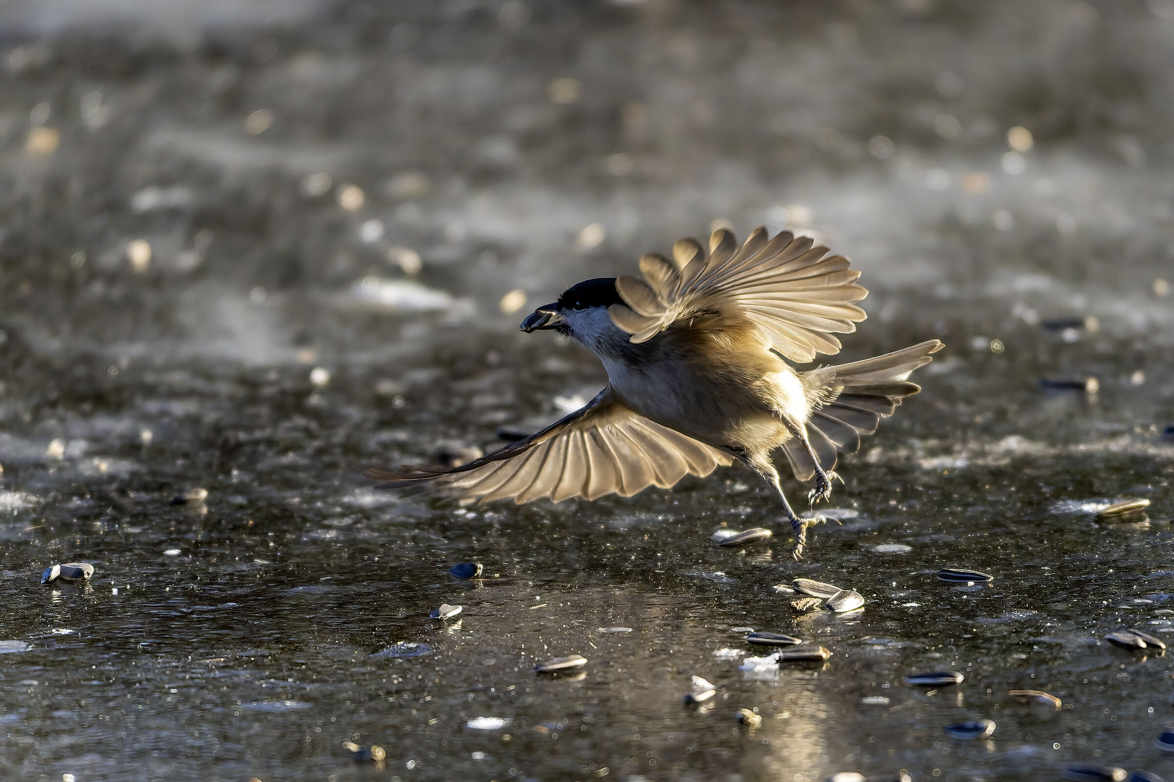 Great on ice in flight