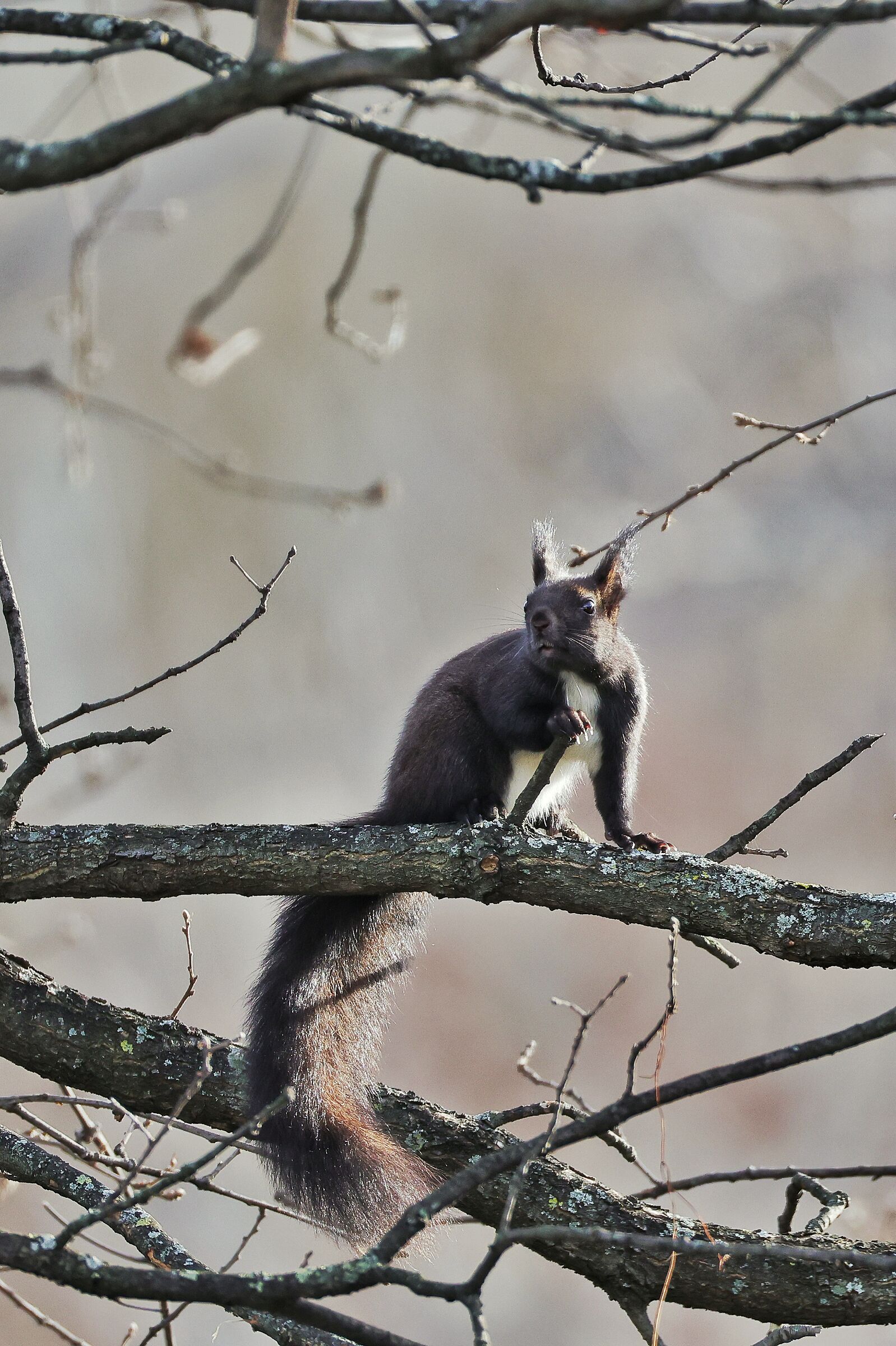 Sciurus vulgaris