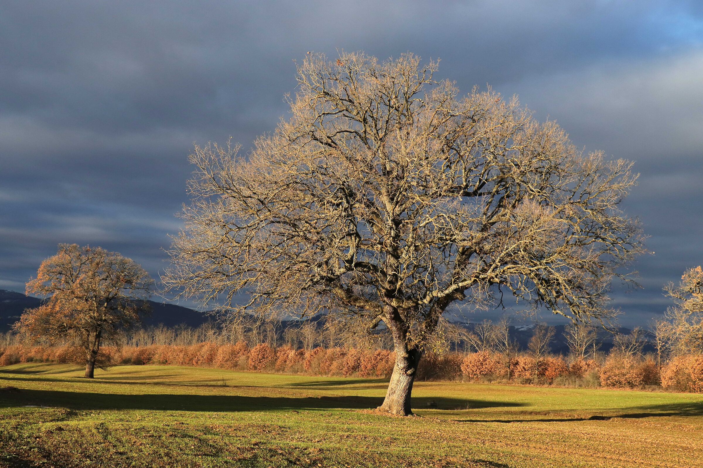 Gennaio, stesso albero.