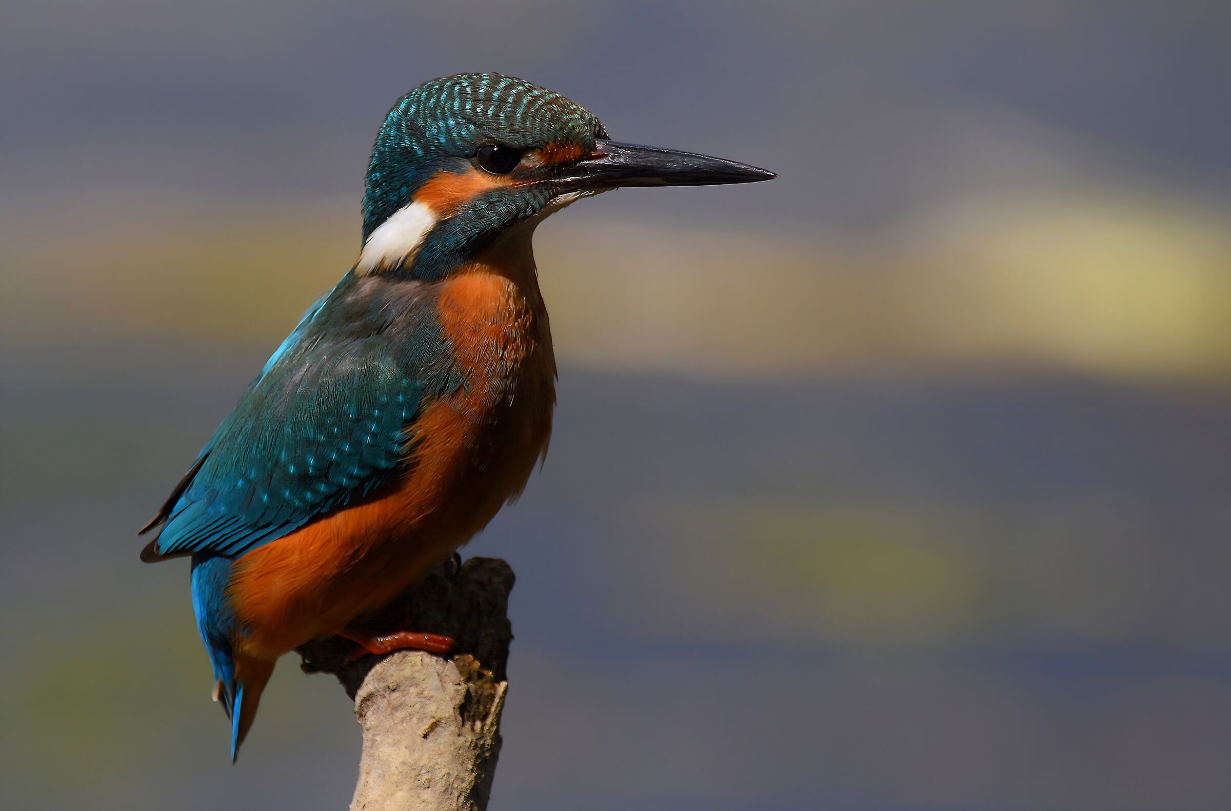 Kingfisher