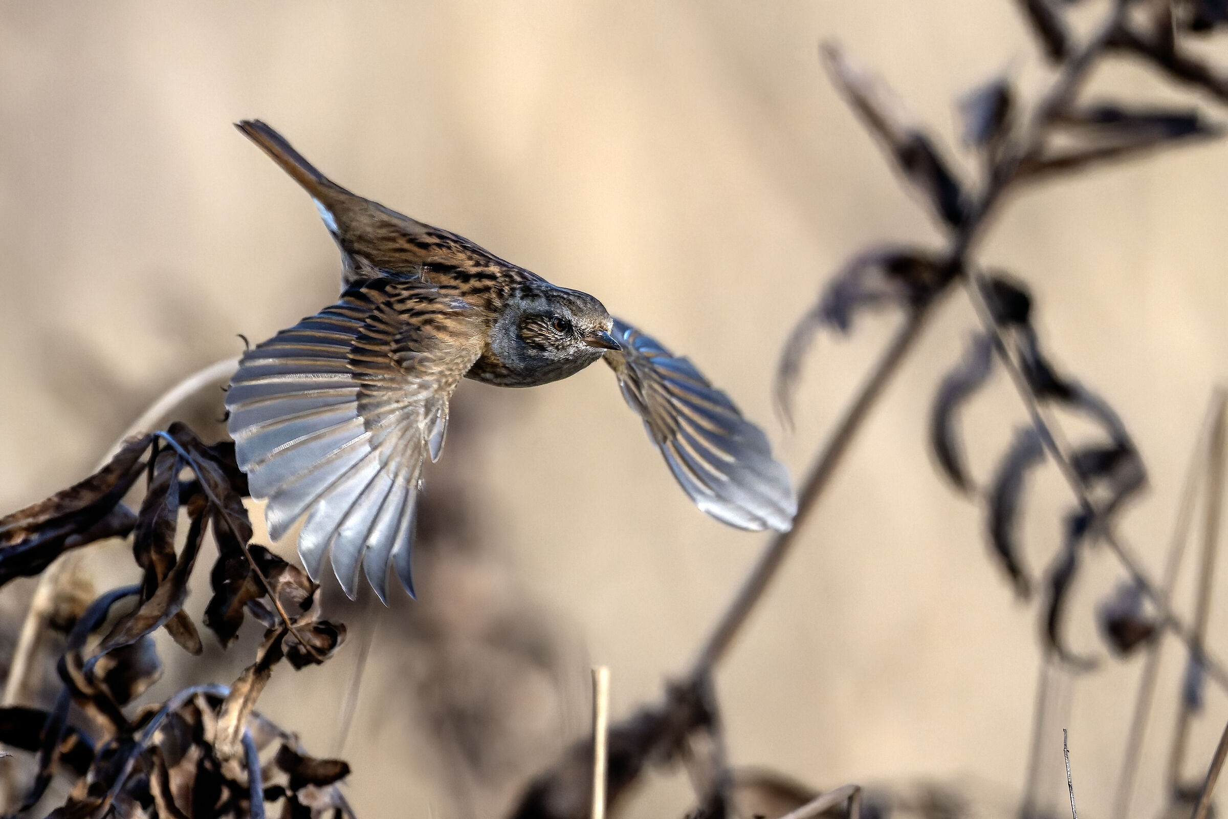 Prunella modularis in flight
