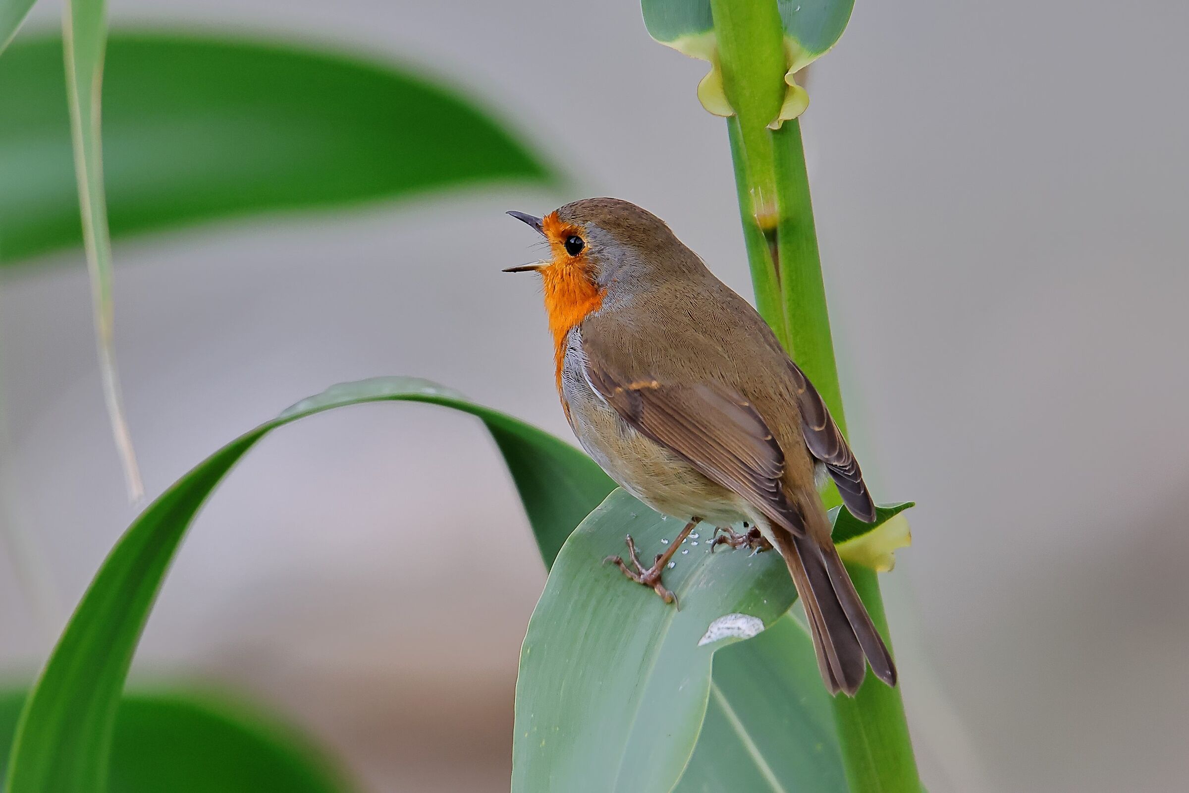 Il canto del pettirosso