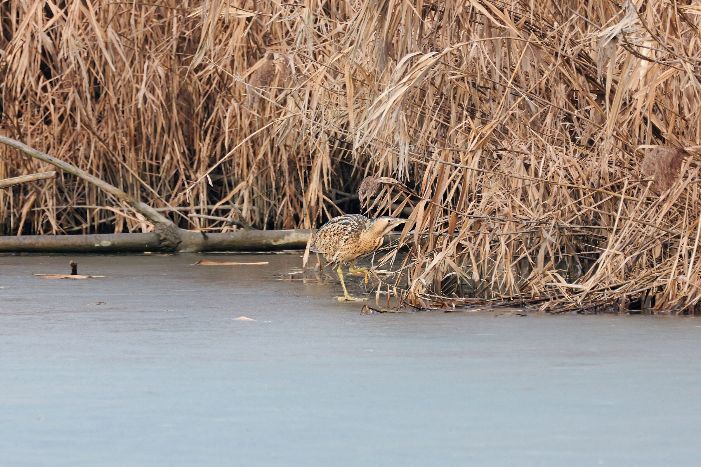 camminando sul ghiaccio