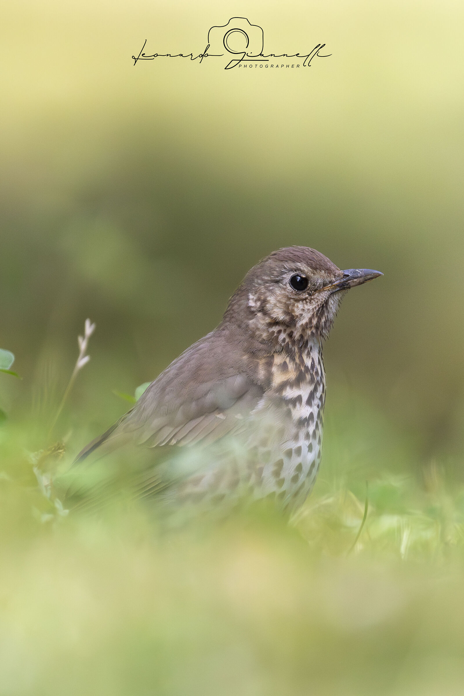 Song thrush (Turdus philomelos)