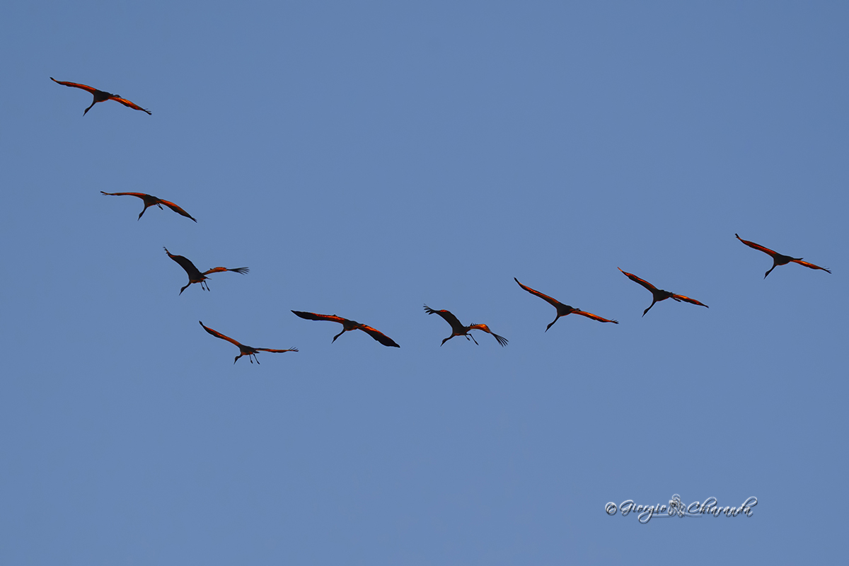 Passaggio sopra casa di gru in migrazione