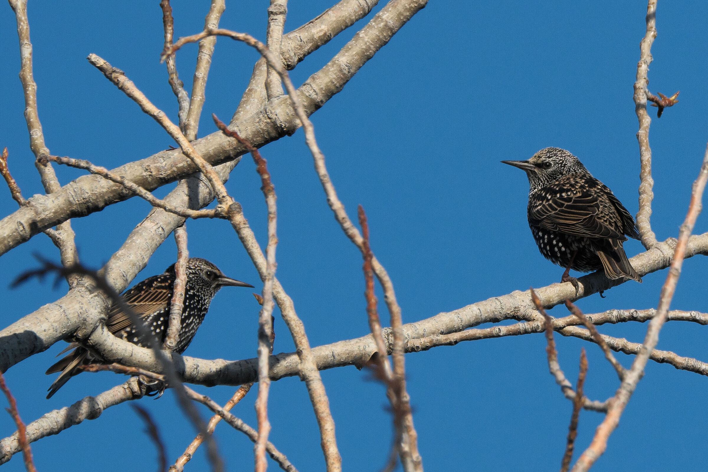 Storno io o storni tu?