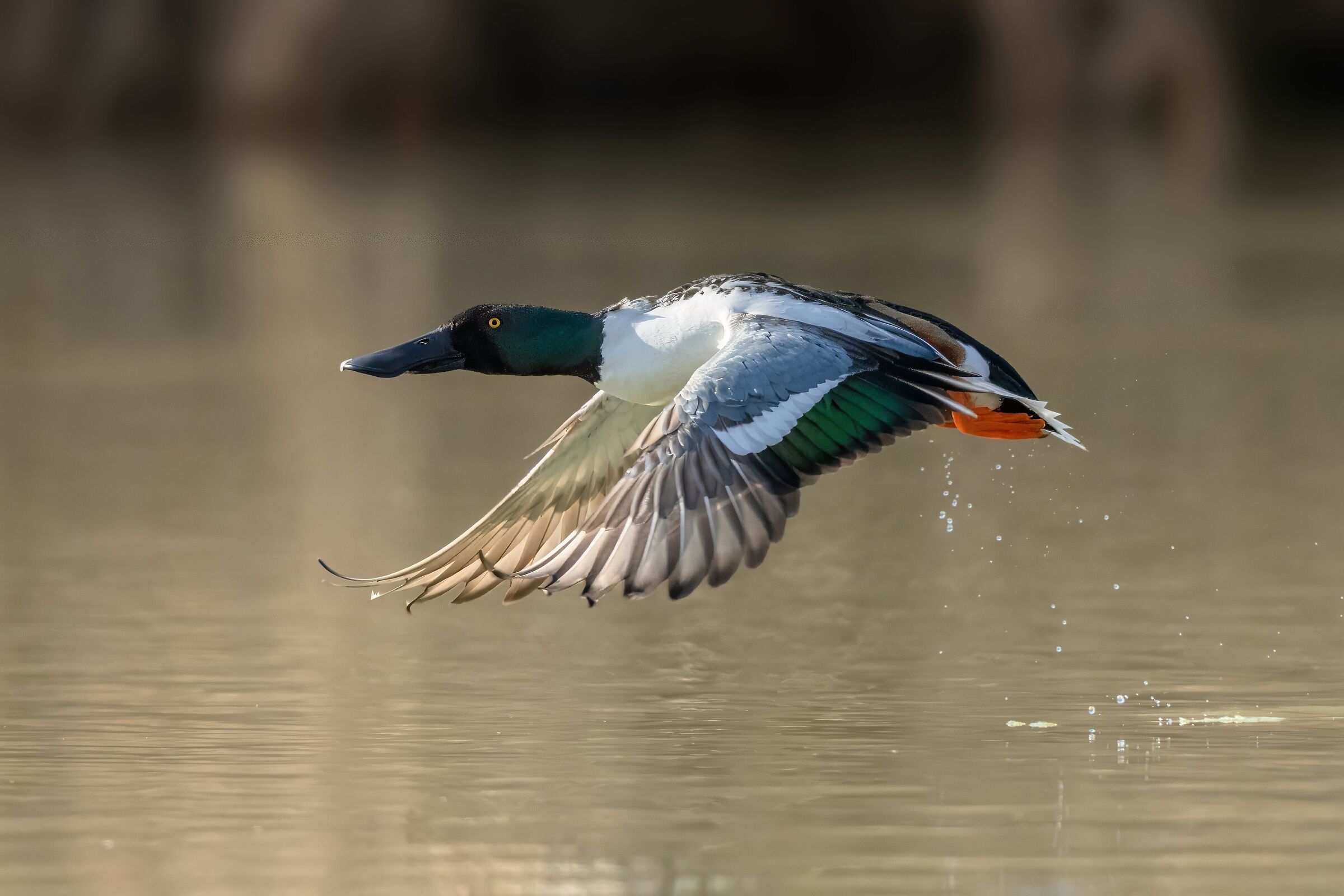 Male shoveler (Spatula clypeata)
