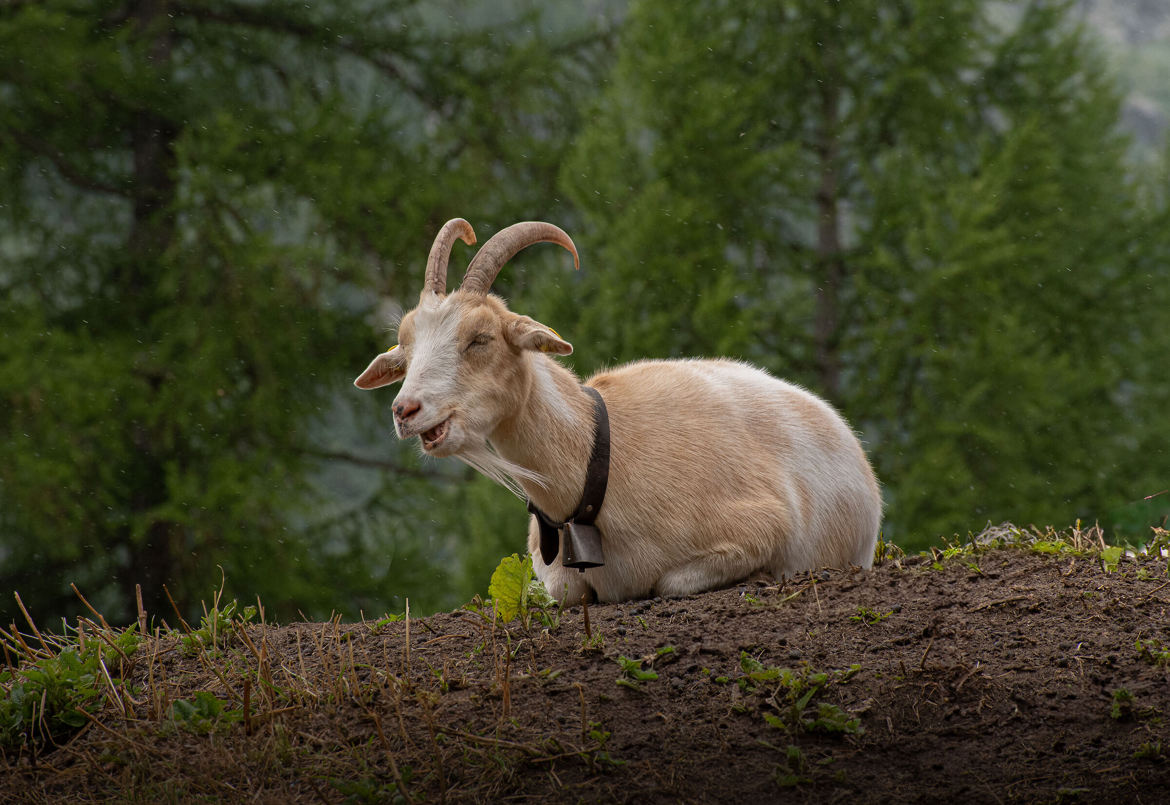 capretta col raffreddore