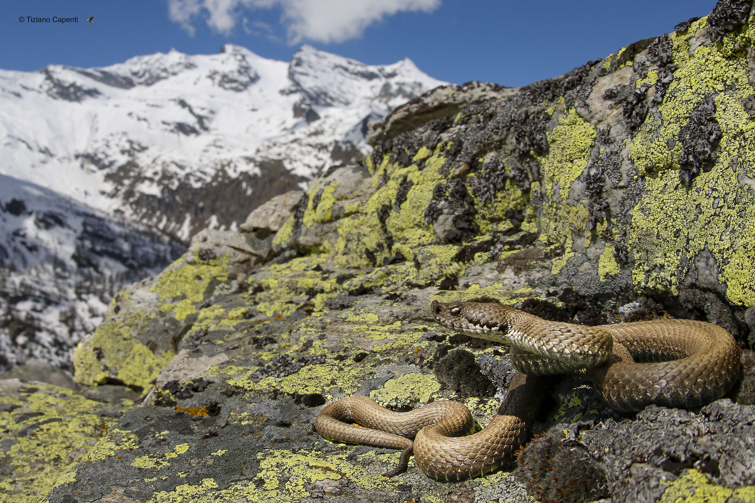 Vipera aspis concolor.