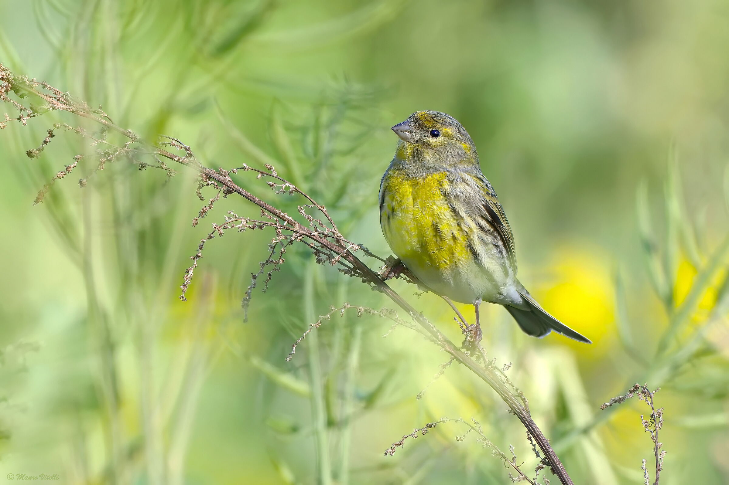 Verzellino (Serinus serinus)