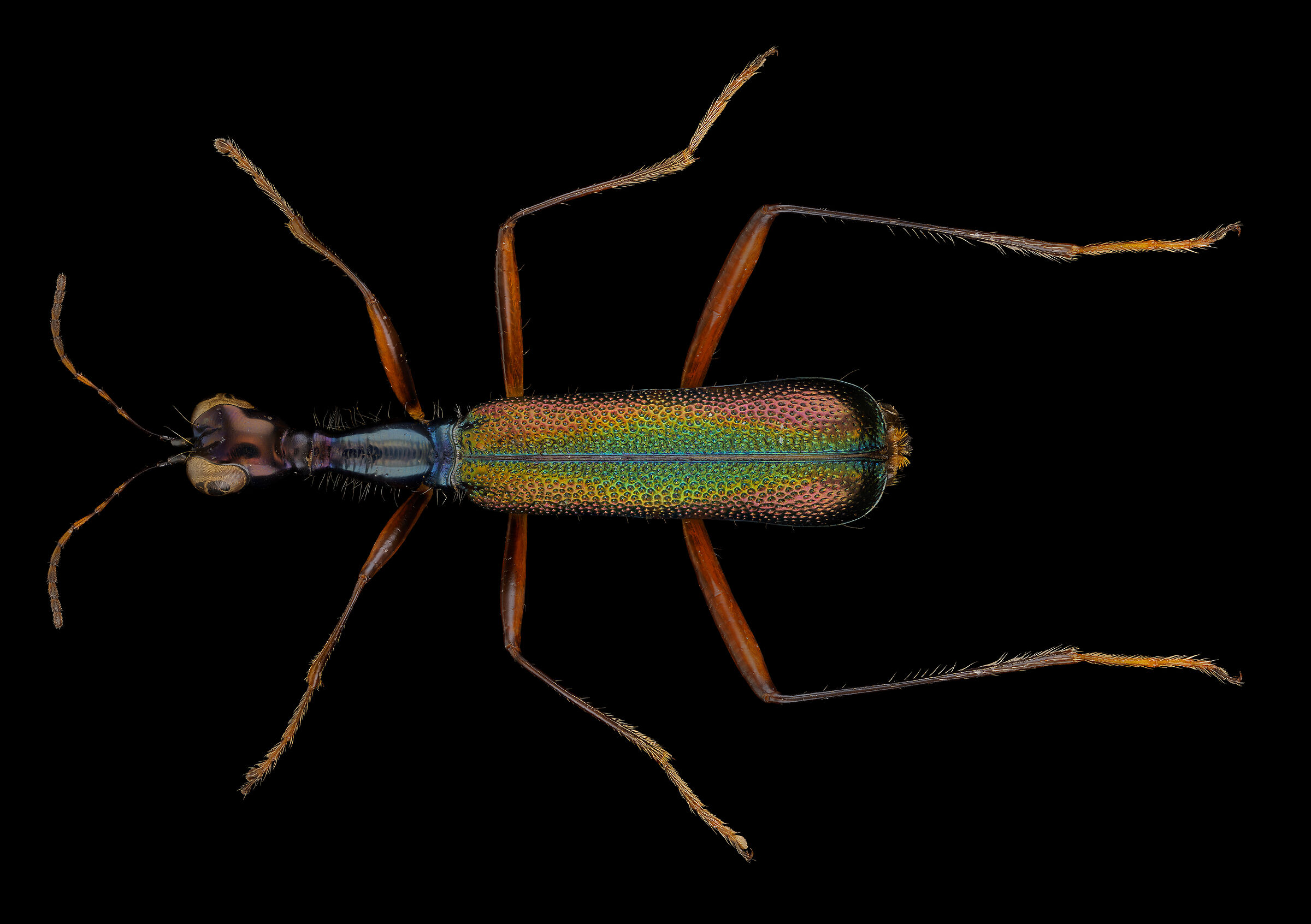 Cicindelidae
