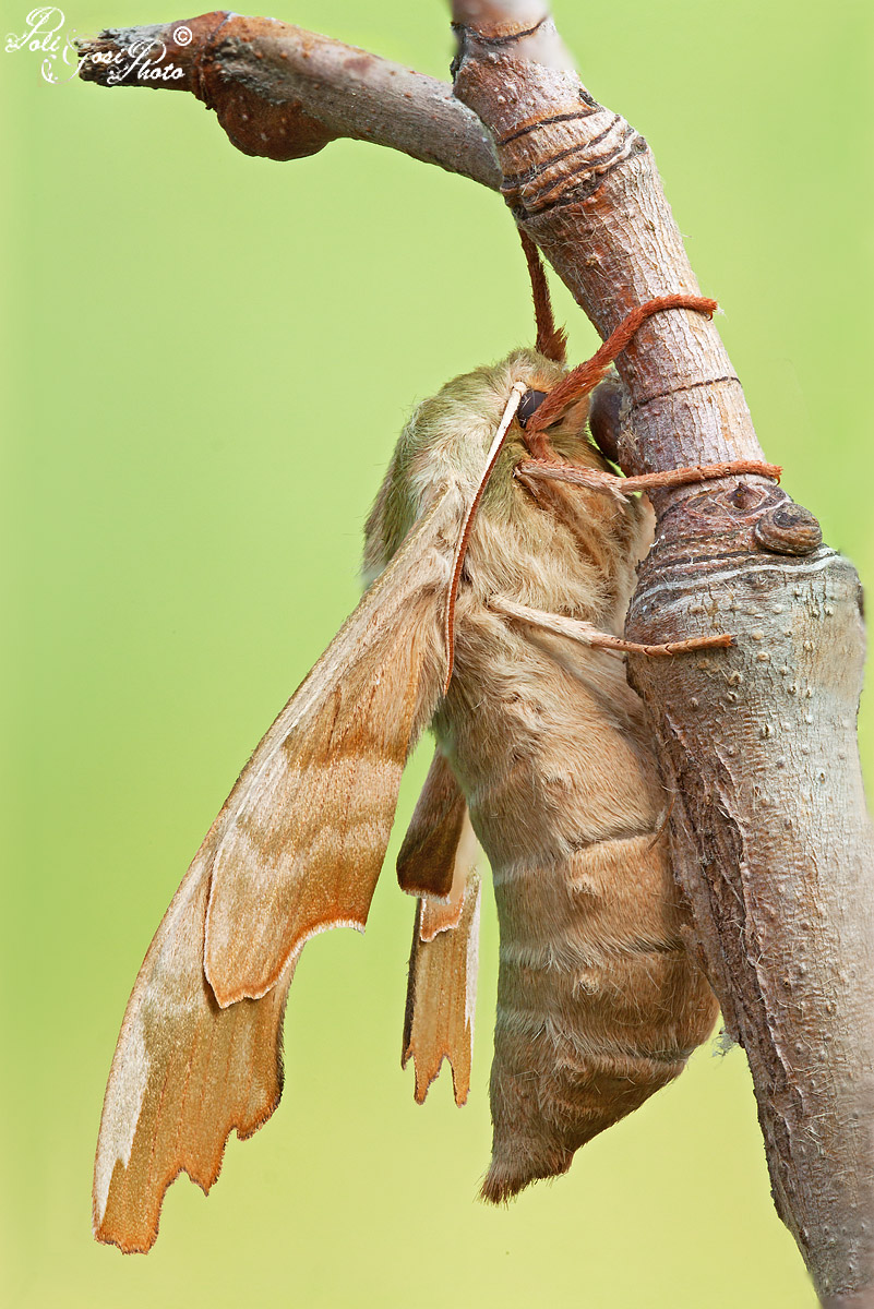 Sphinx of lime